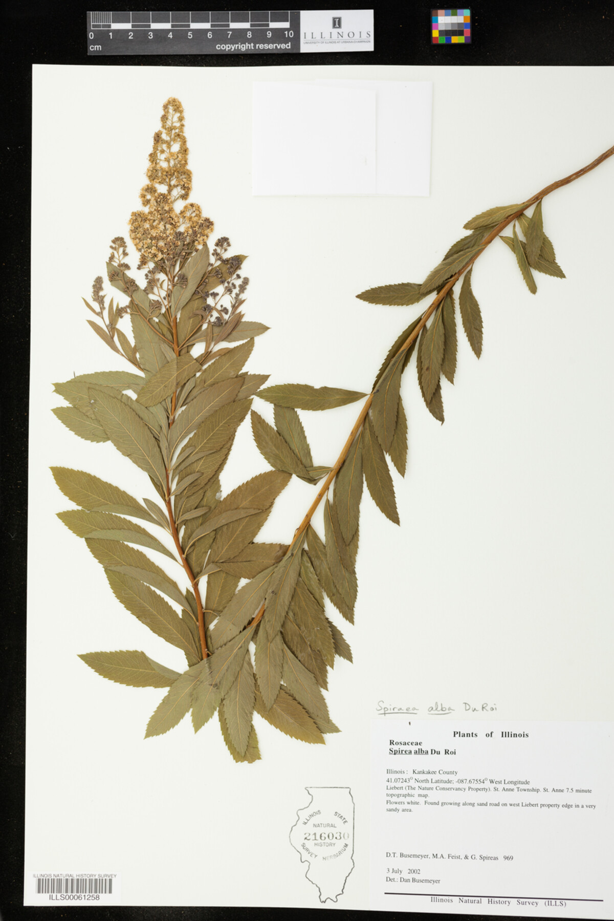 Spiraea alba image