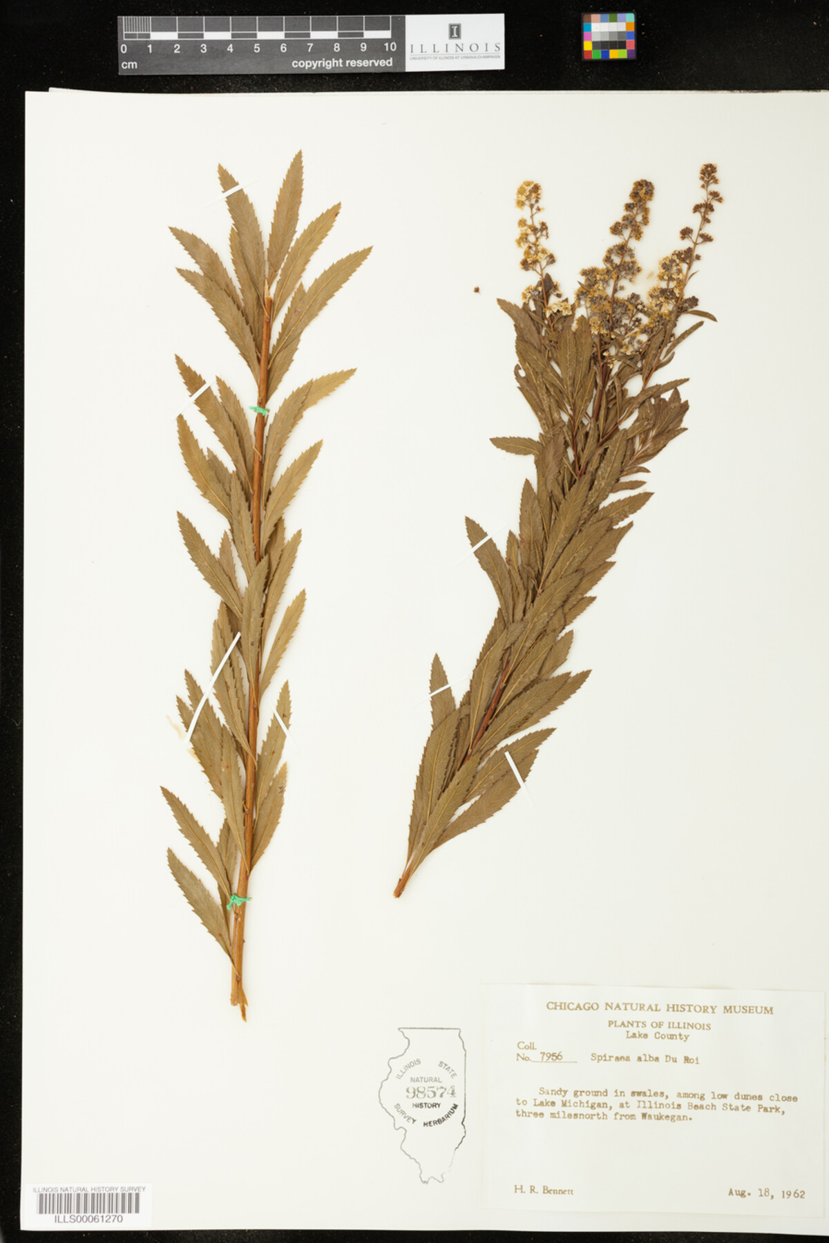 Spiraea alba image