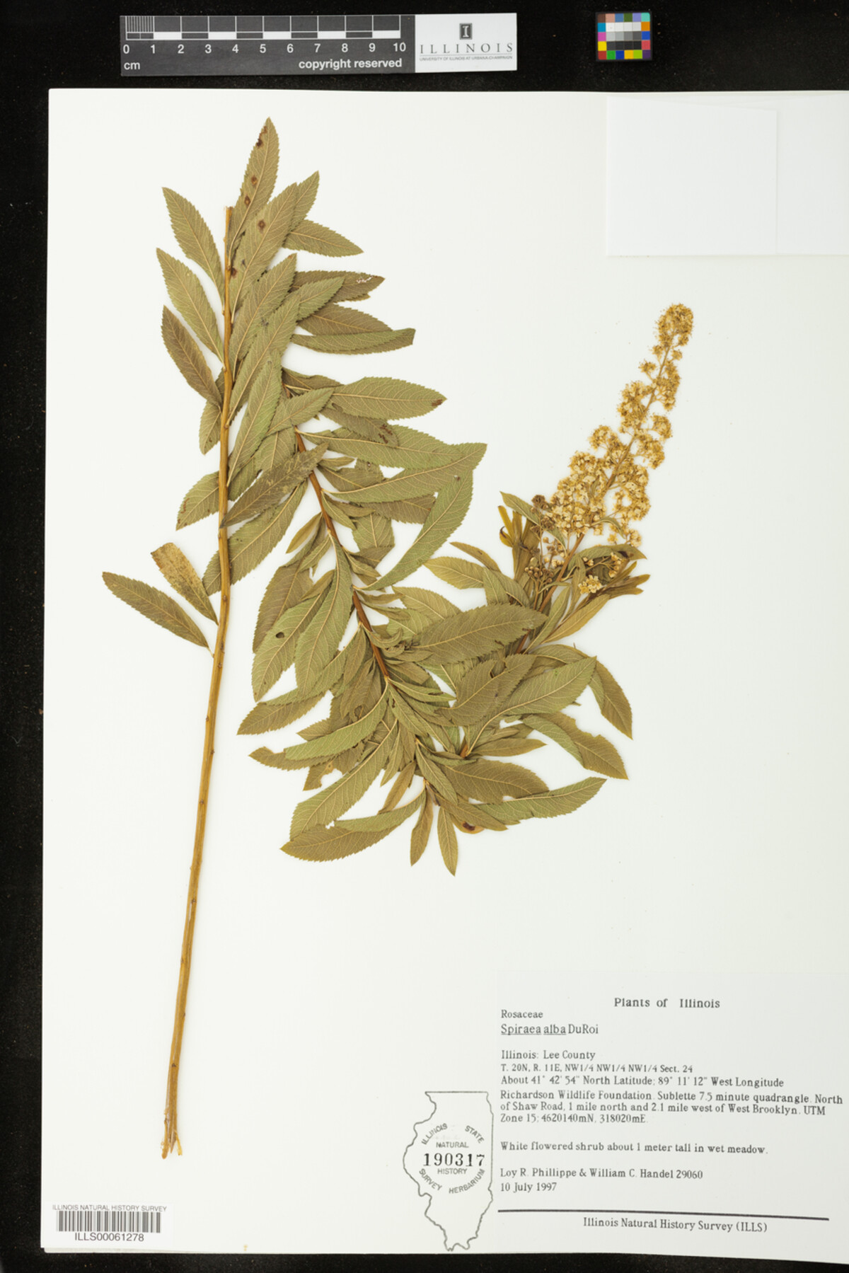 Spiraea image