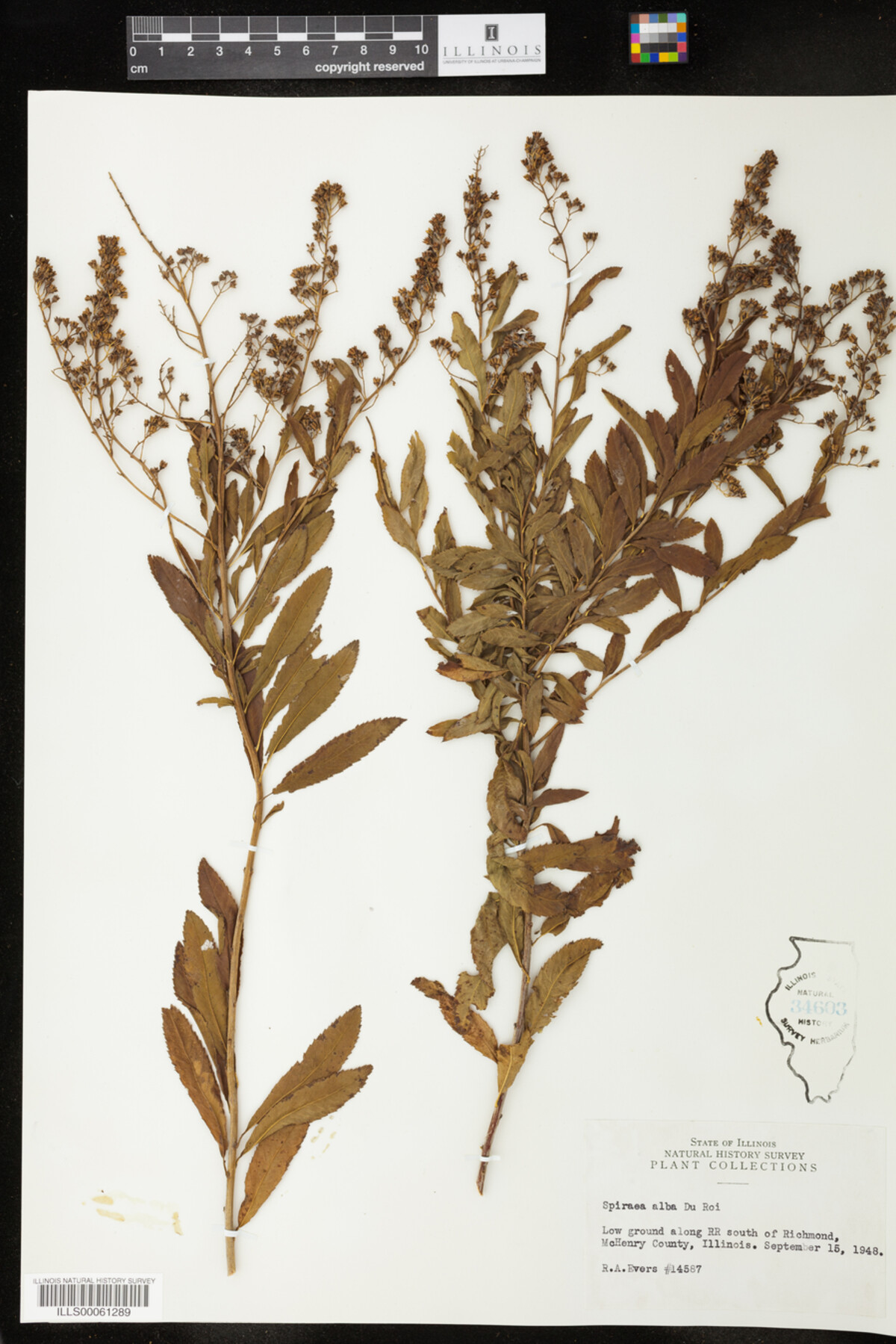 Spiraea alba image