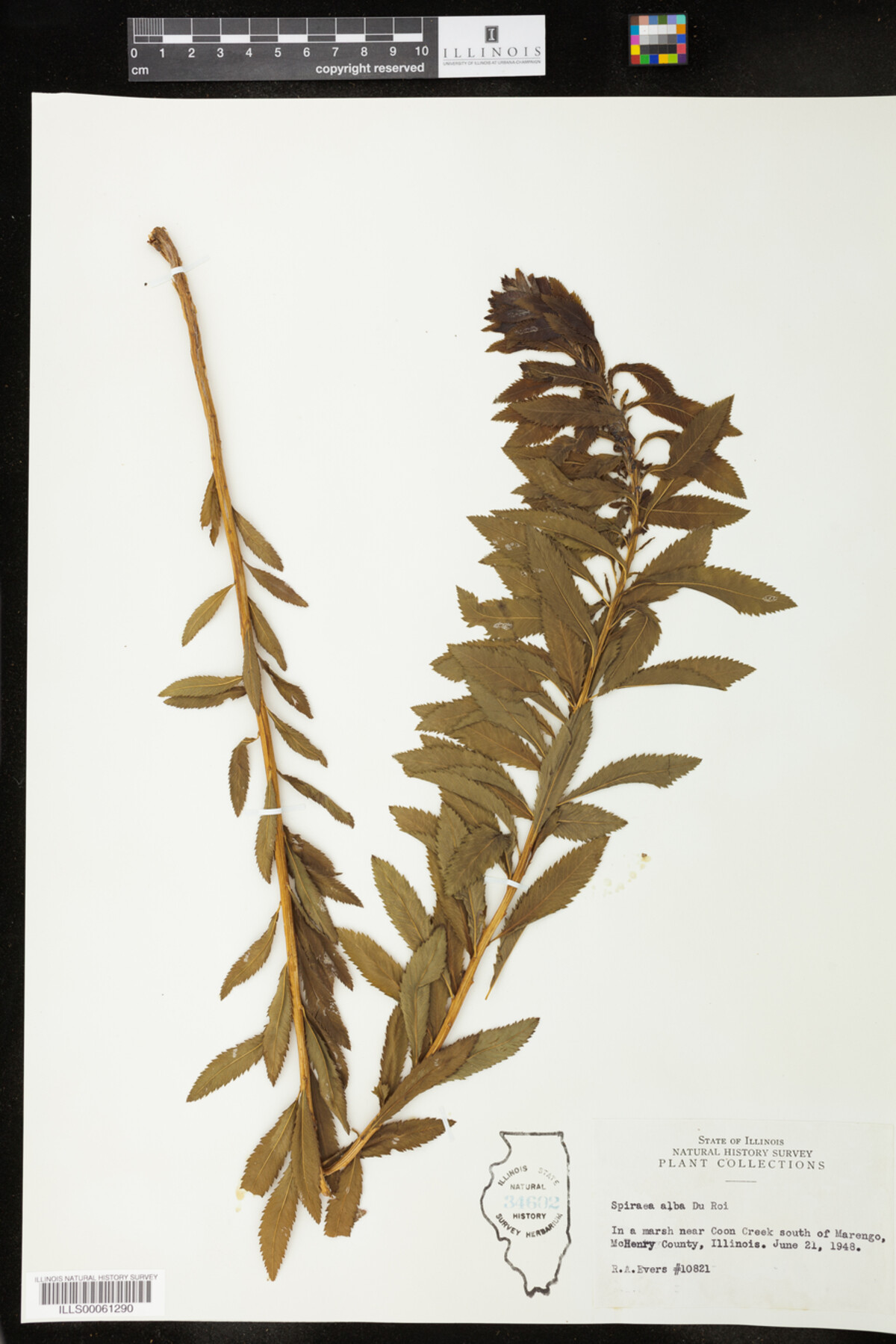 Spiraea image