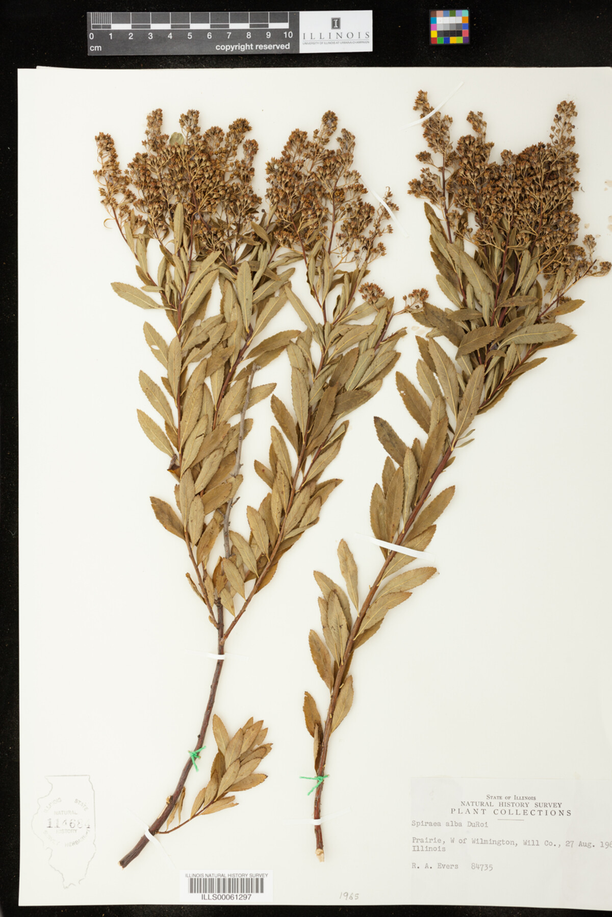Spiraea image