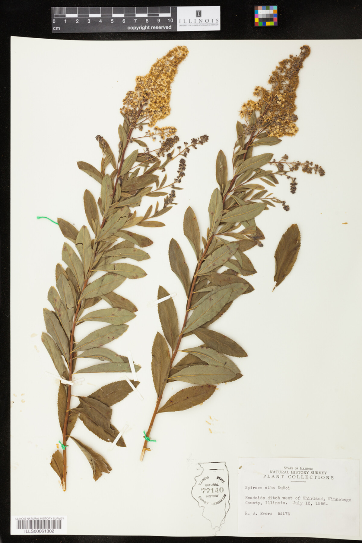 Spiraea alba image