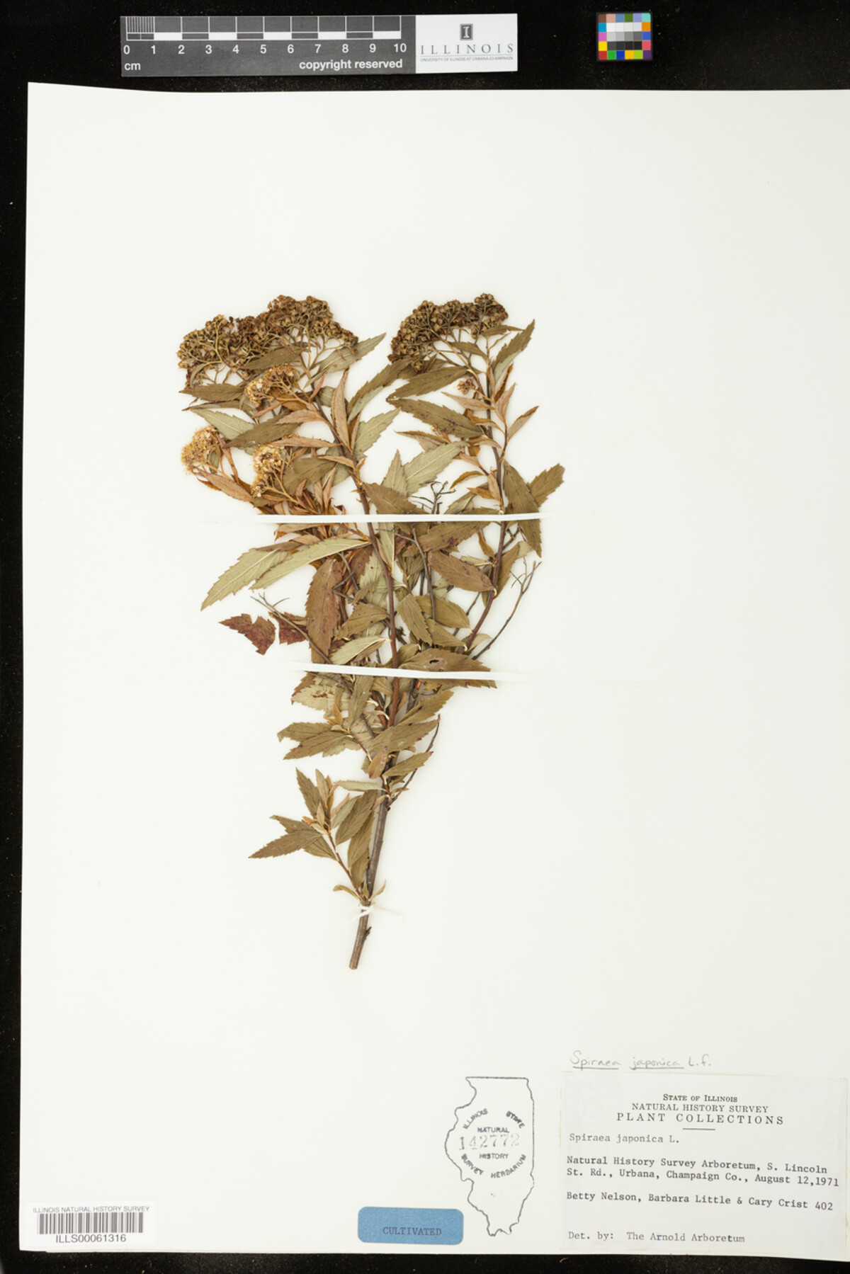 Spiraea japonica image