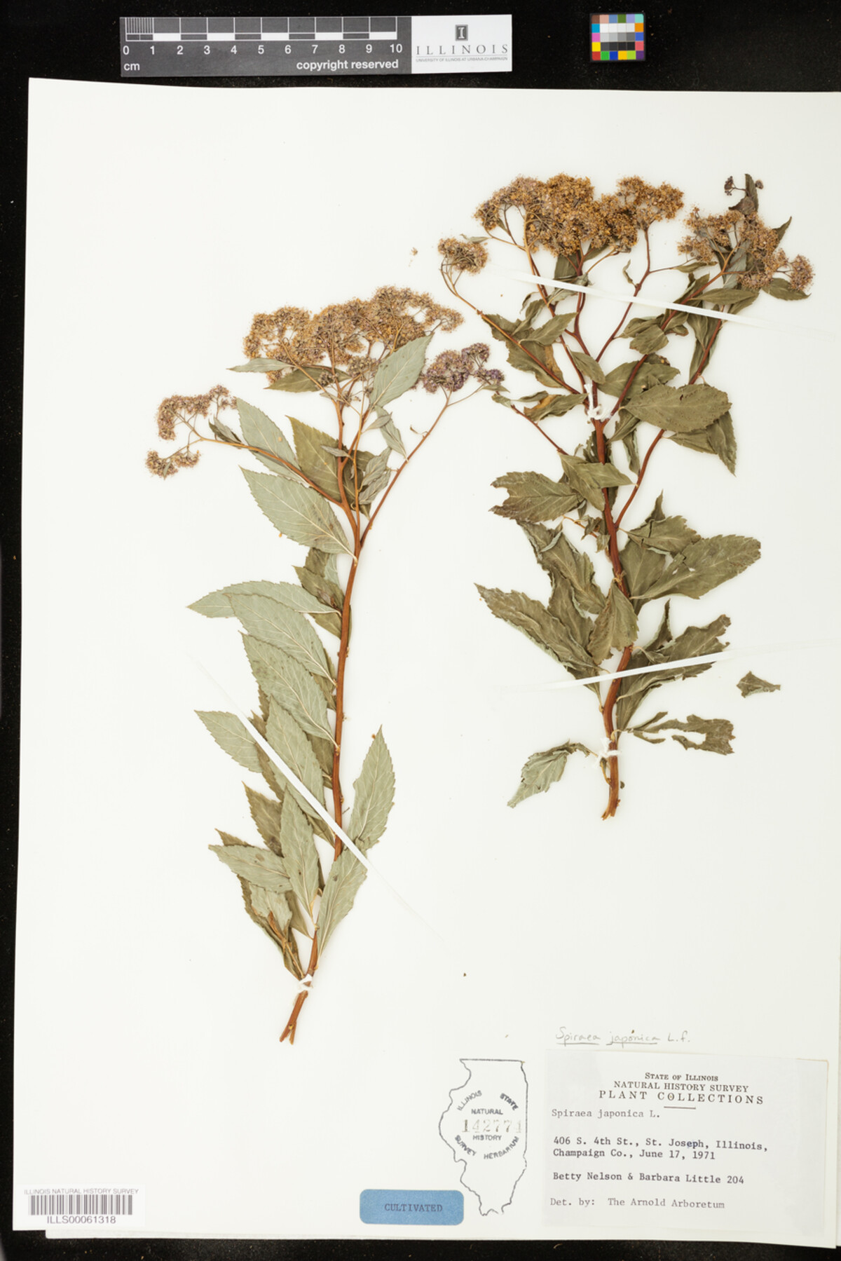 Spiraea japonica image