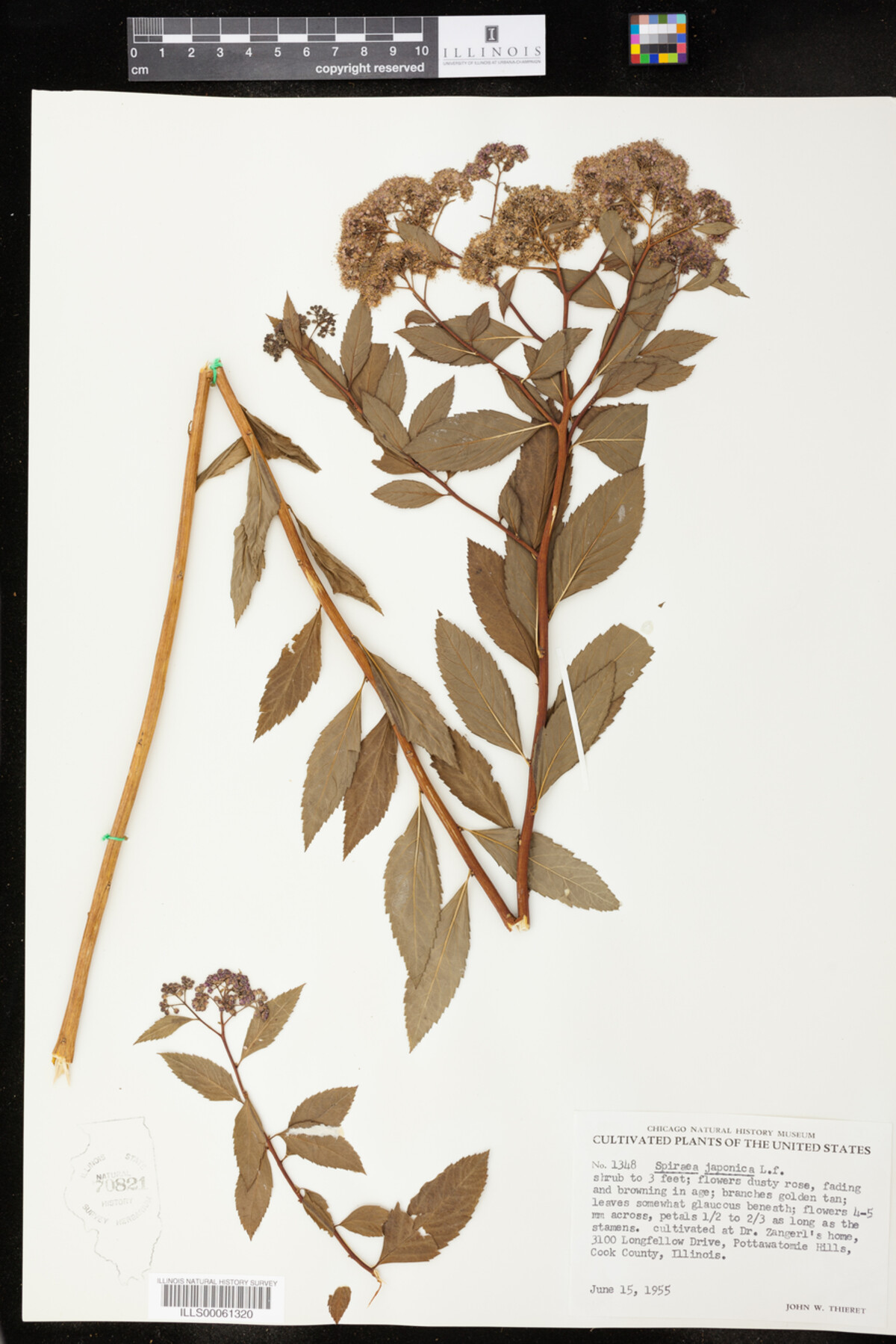 Spiraea japonica image