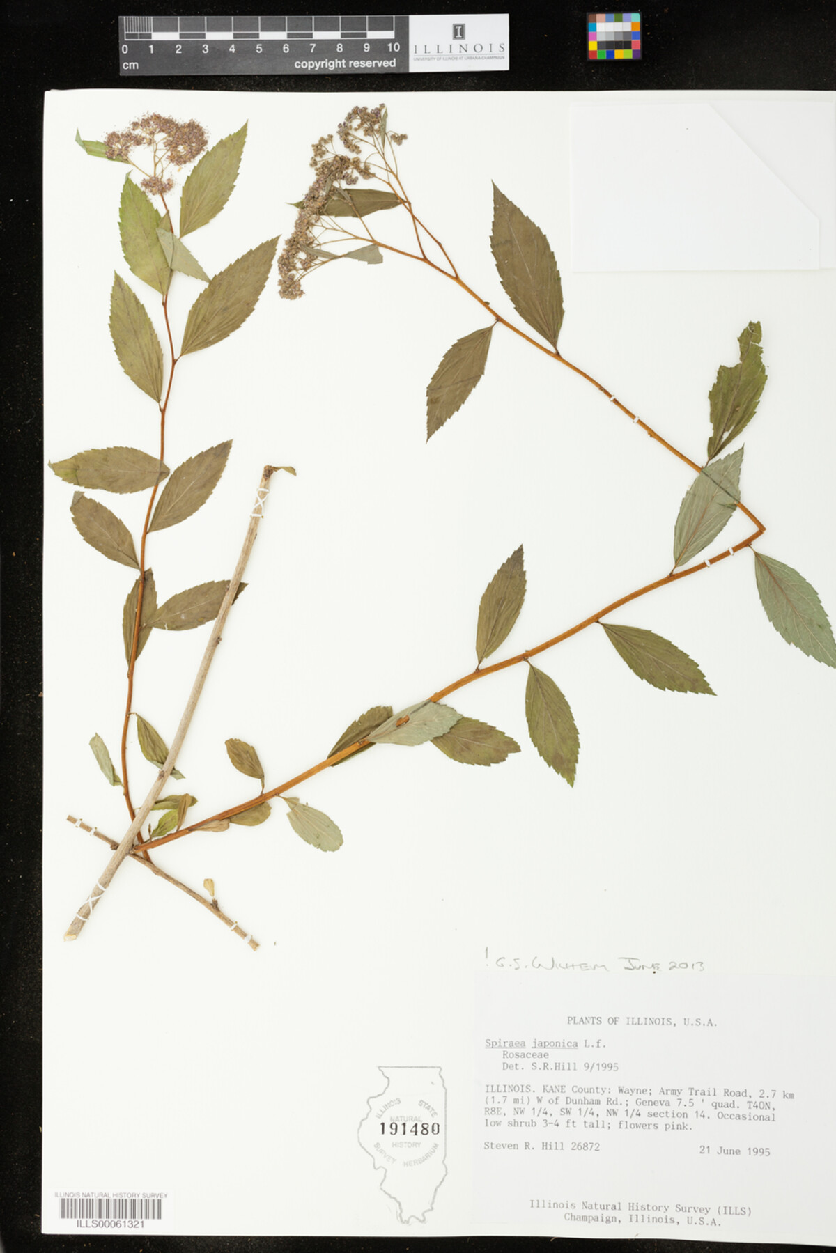 Spiraea japonica image