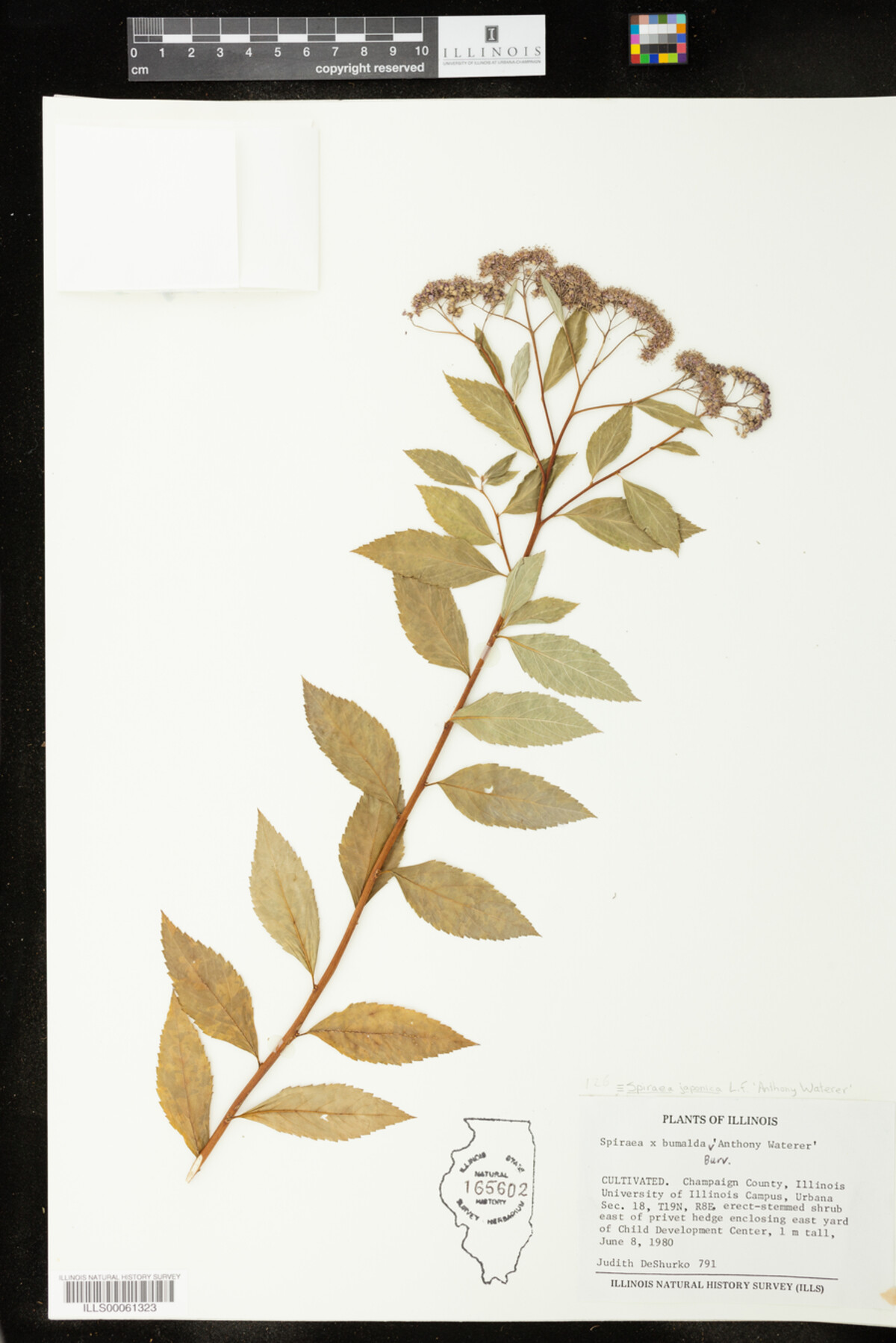 Spiraea japonica image