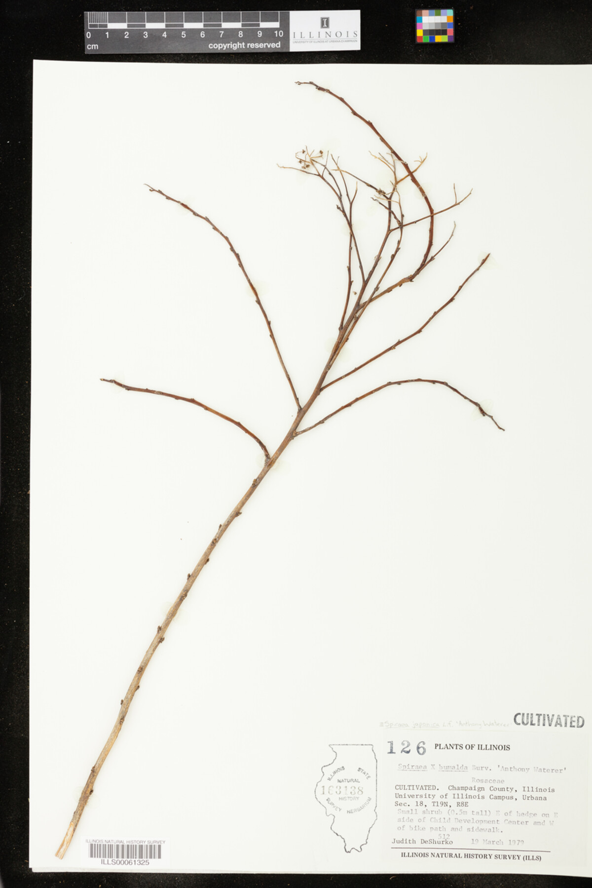 Spiraea japonica image