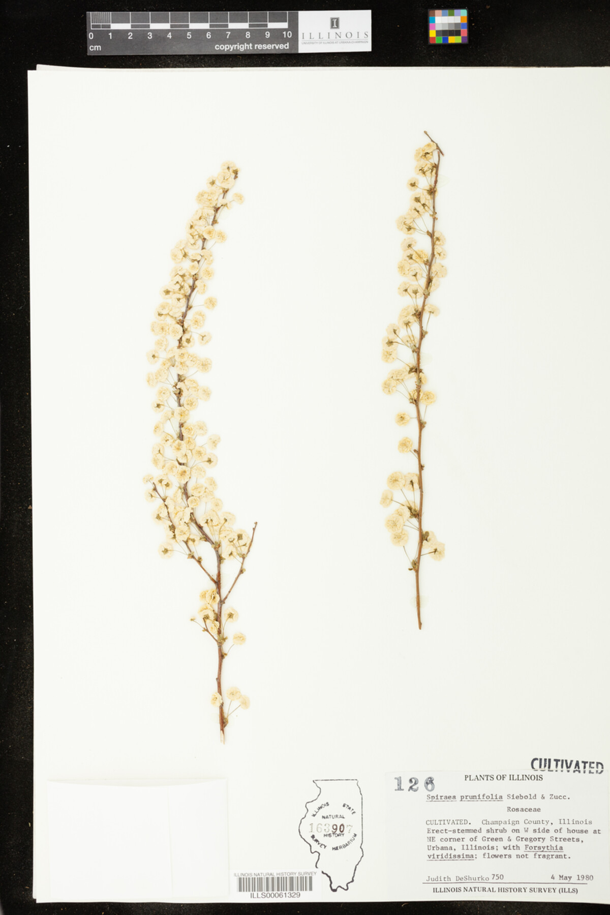 Spiraea prunifolia image