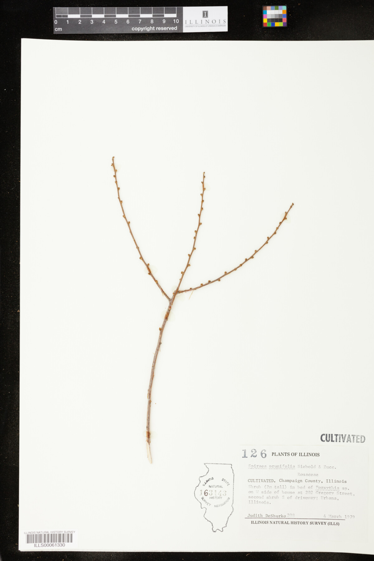 Spiraea prunifolia image