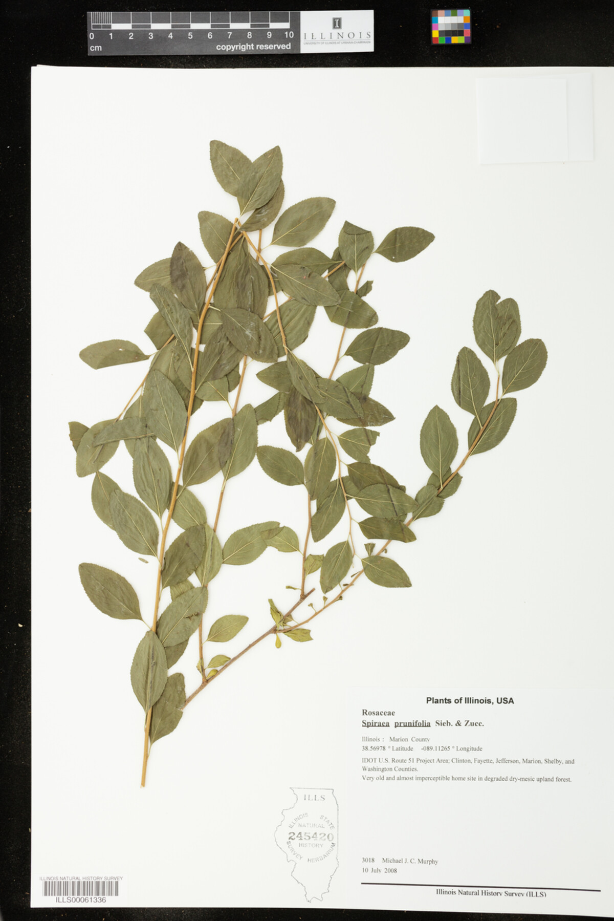 Spiraea prunifolia image