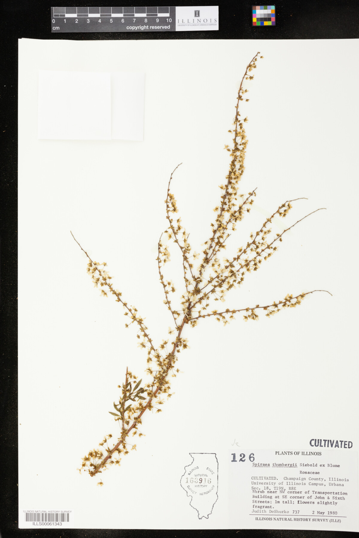 Spiraea thunbergii image