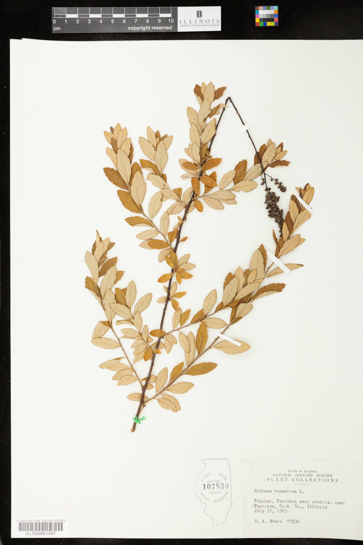 Spiraea tomentosa image