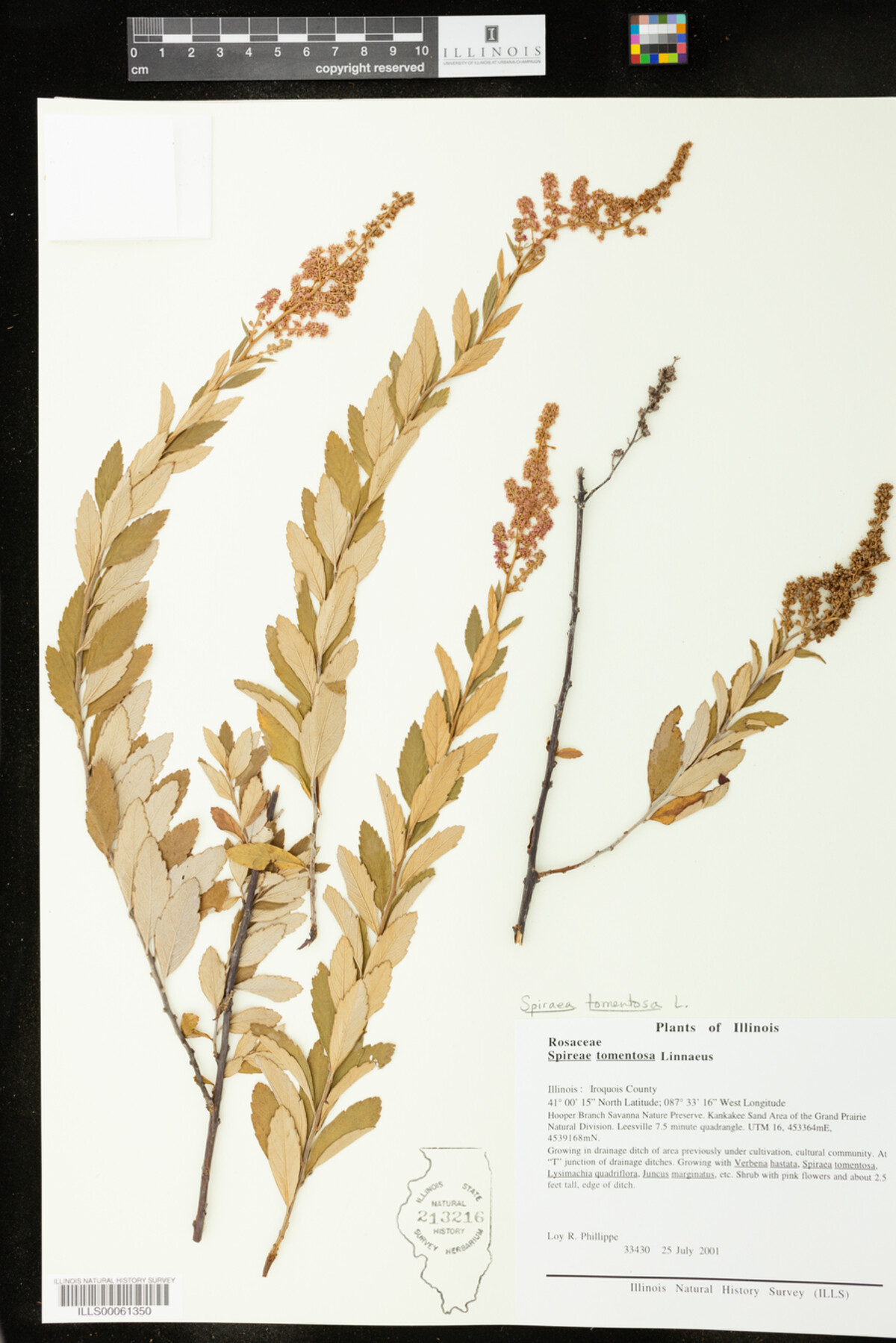 Spiraea tomentosa image