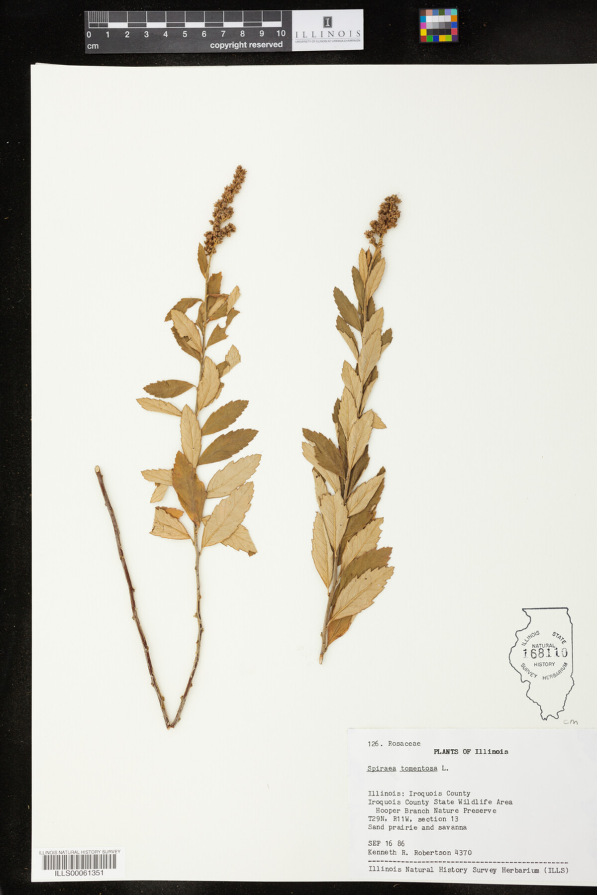 Spiraea tomentosa image