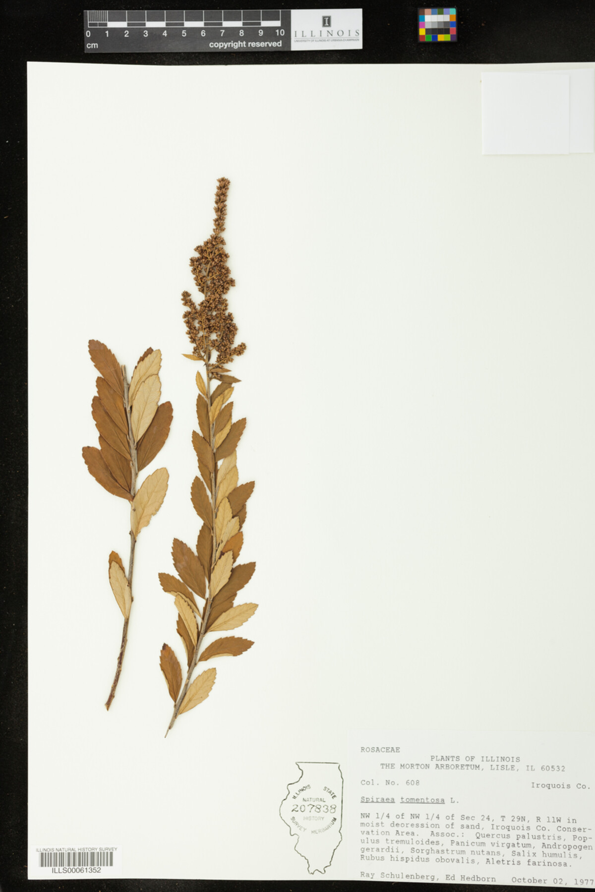 Spiraea tomentosa image