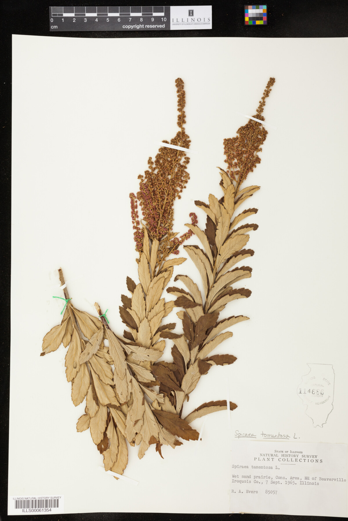 Spiraea tomentosa image
