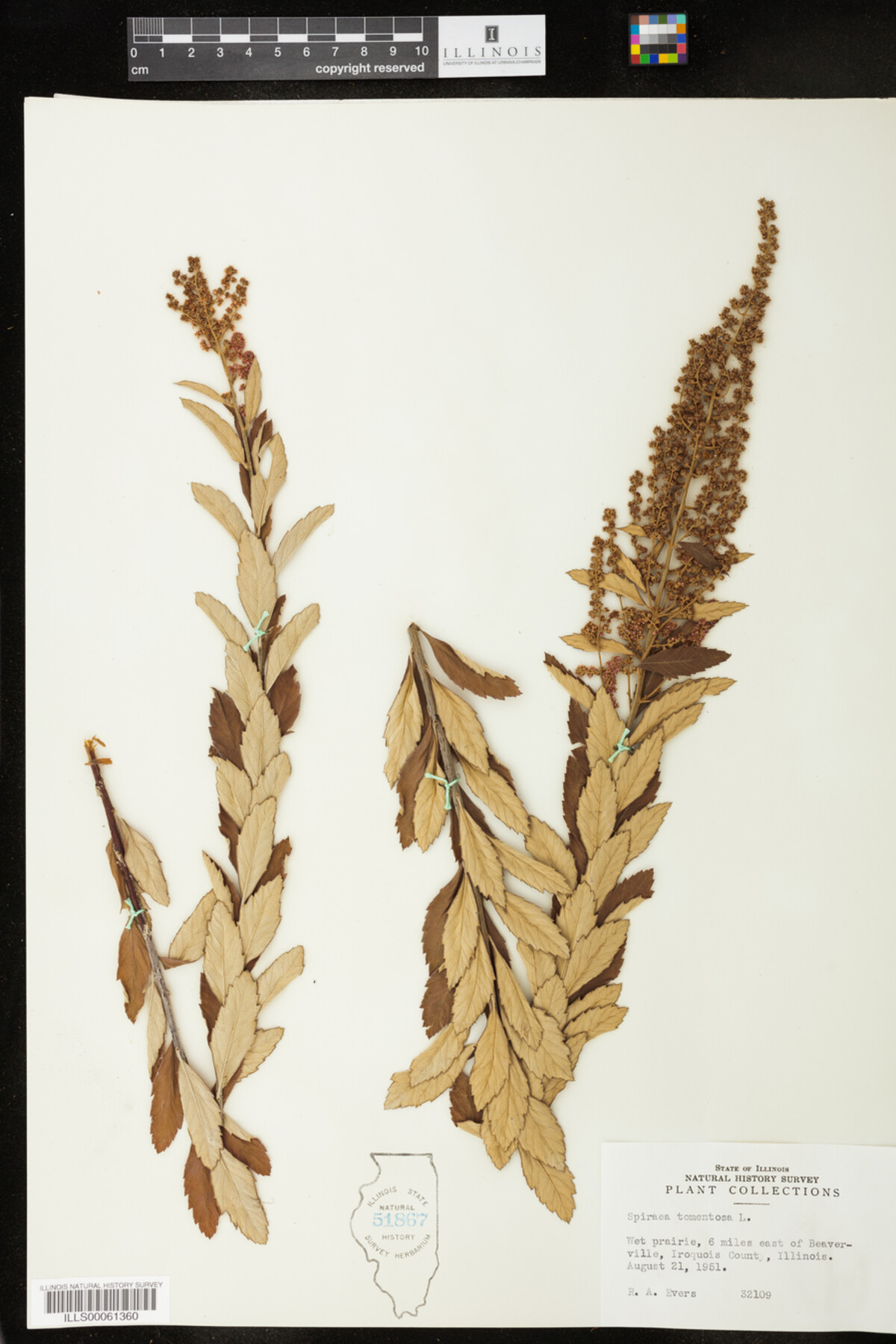 Spiraea tomentosa image