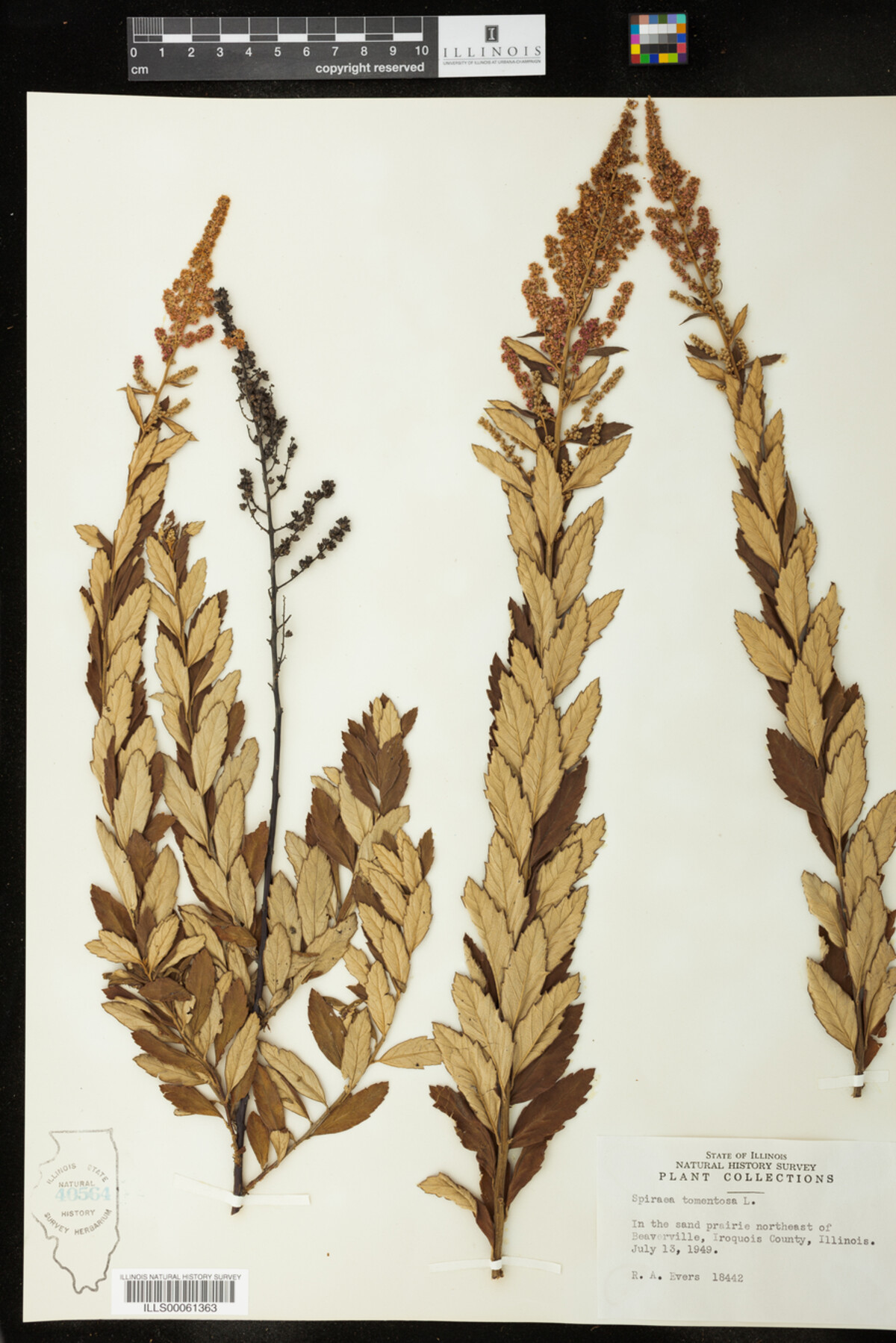 Spiraea tomentosa image