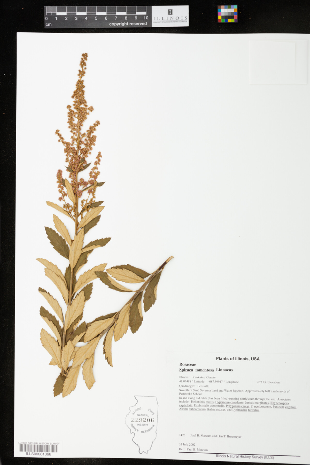 Spiraea tomentosa image