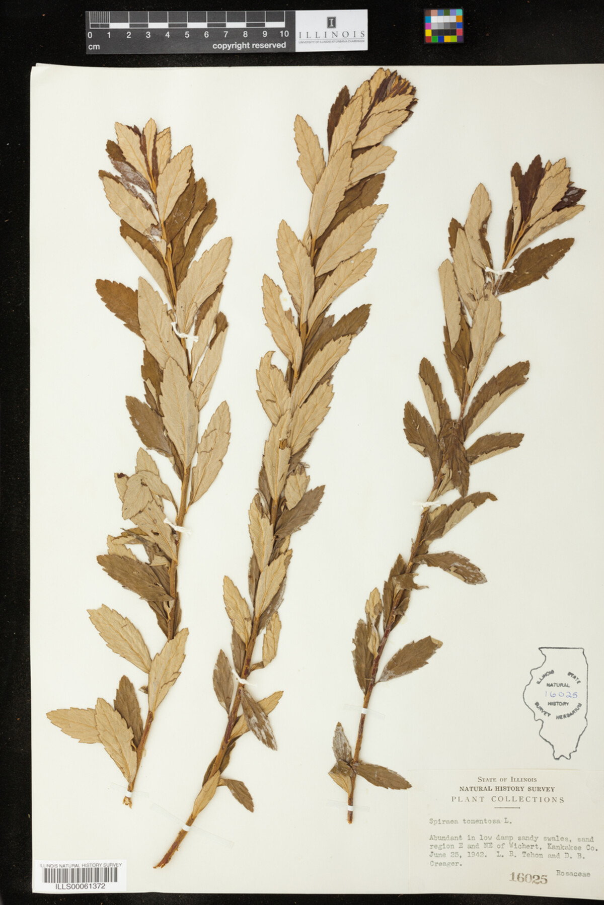 Spiraea tomentosa image