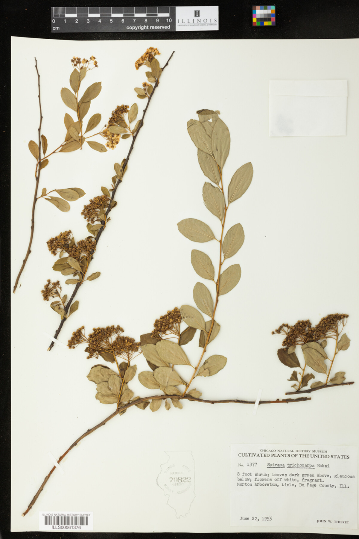 Spiraea trichocarpa image