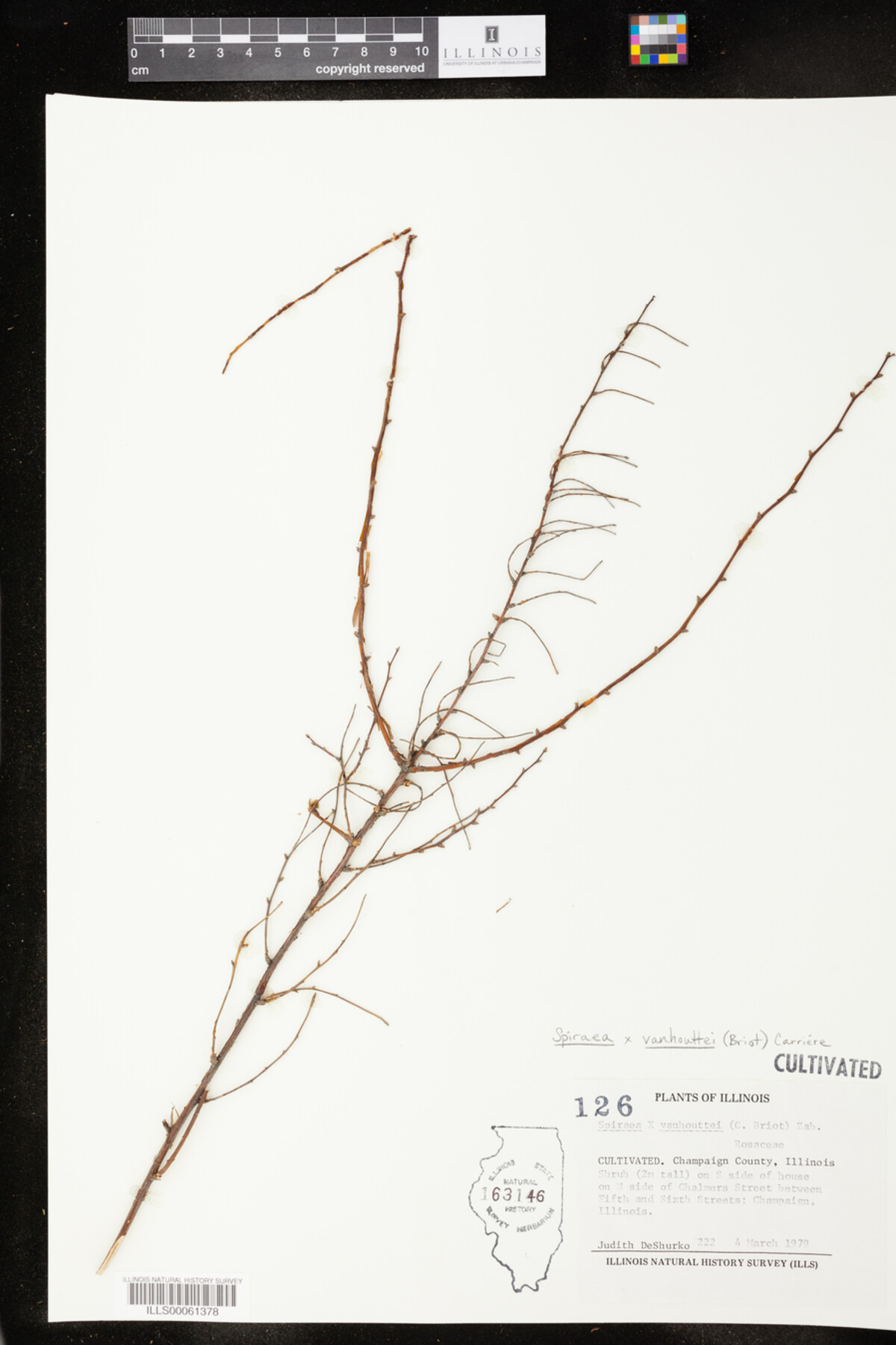 Spiraea vanhouttei image