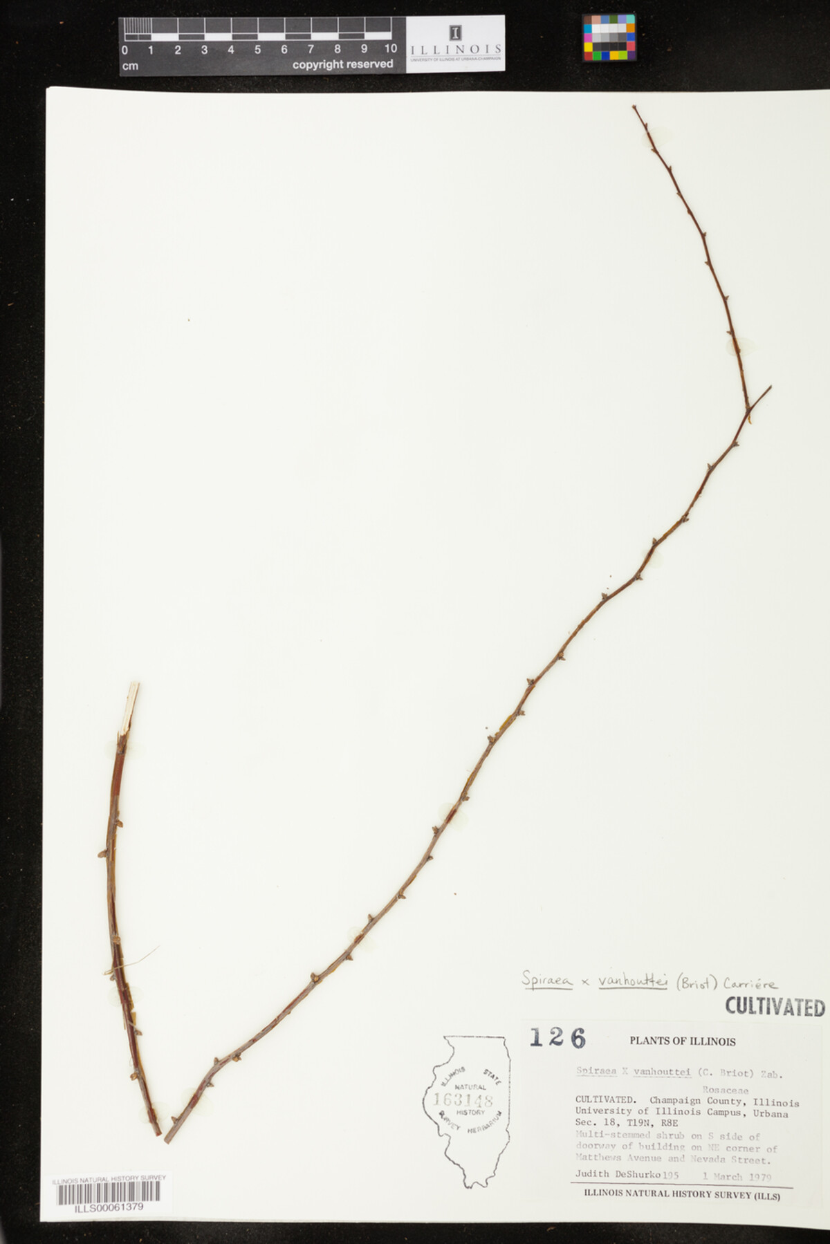 Spiraea vanhouttei image