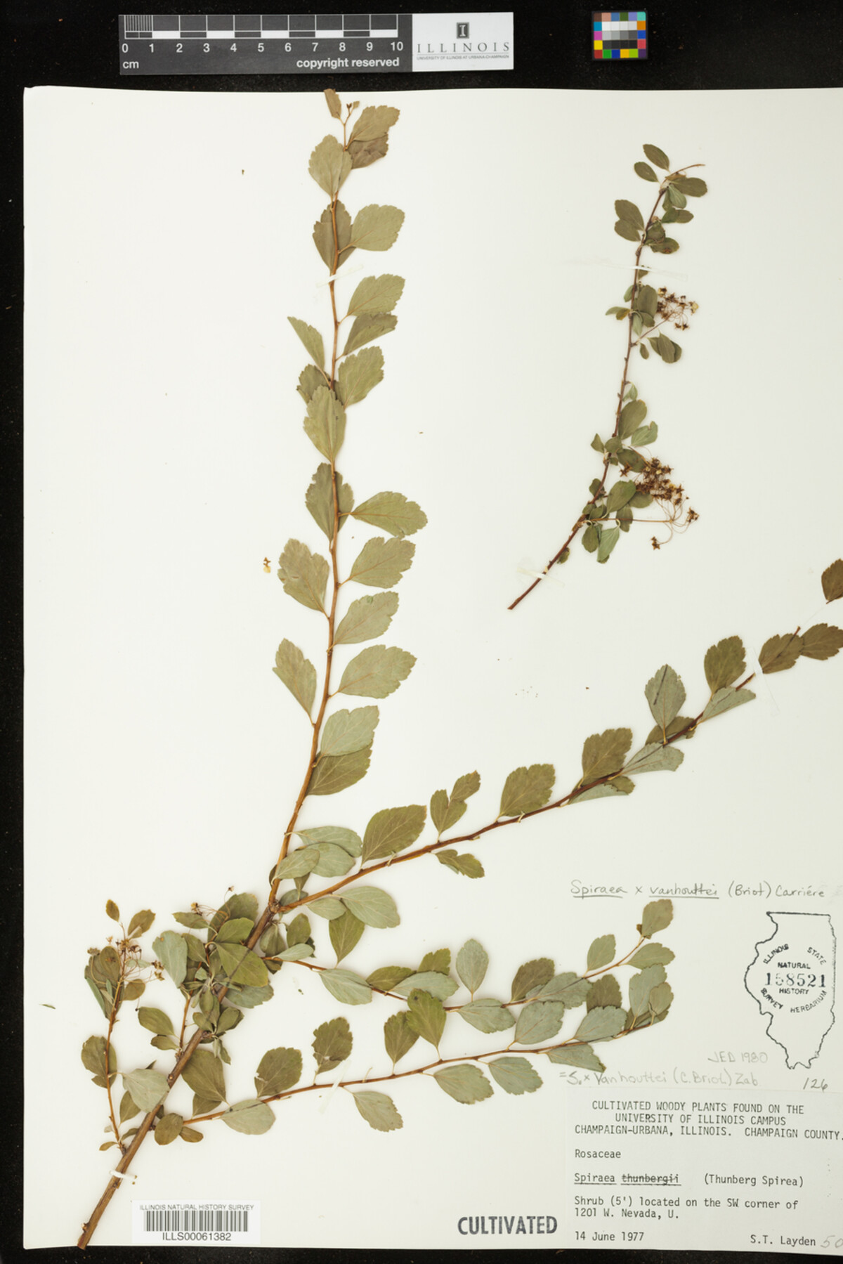 Spiraea vanhouttei image