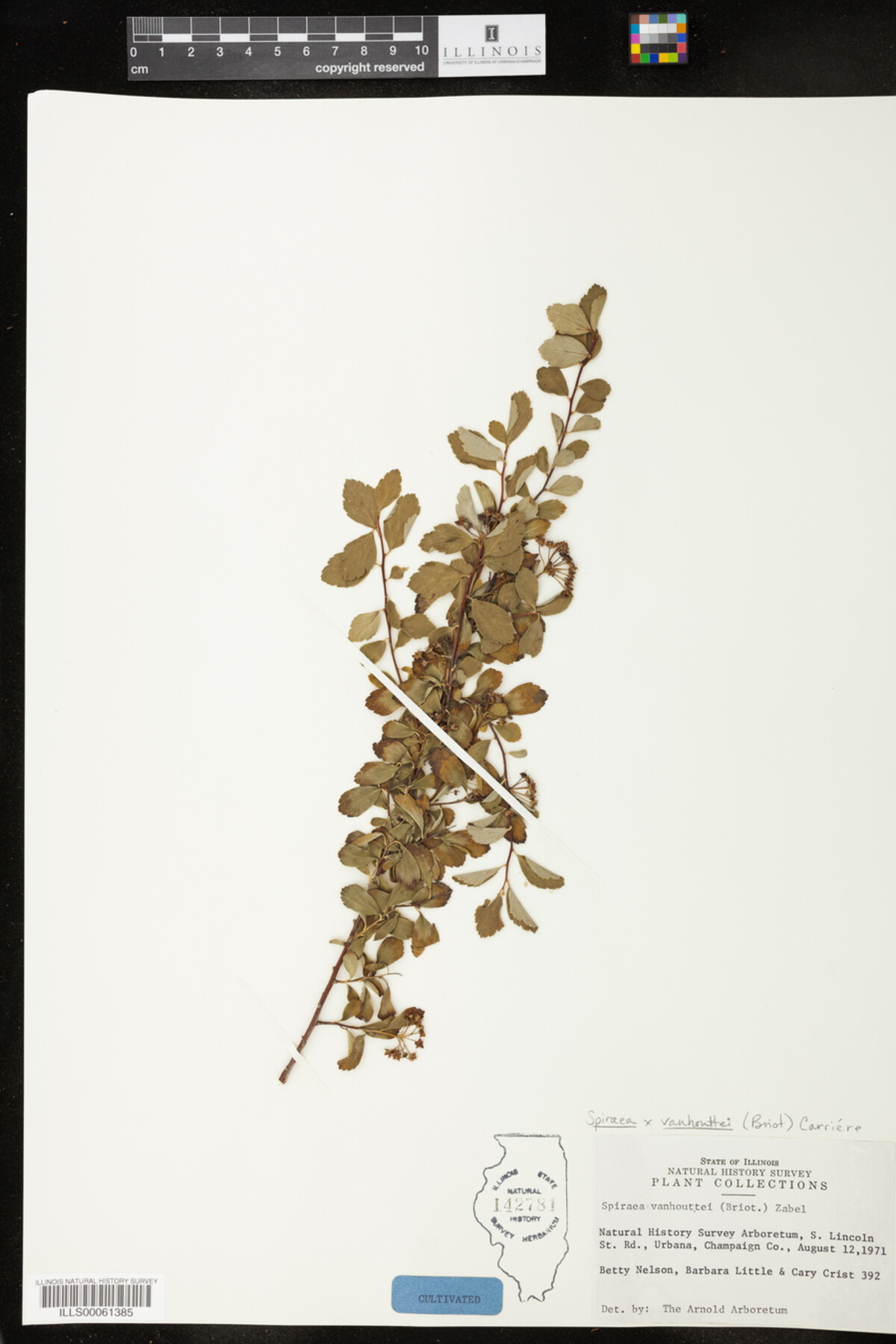 Spiraea vanhouttei image