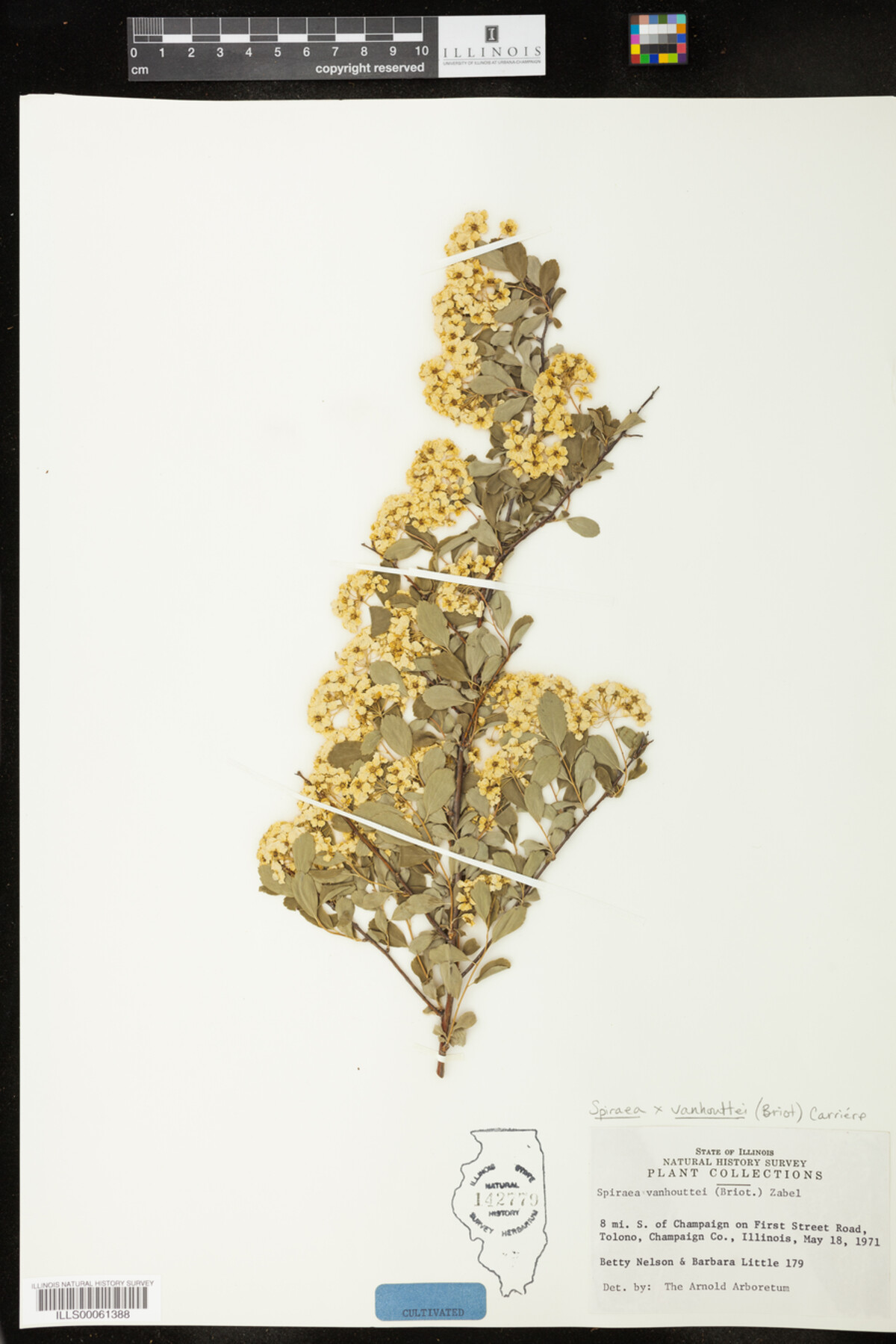 Spiraea image