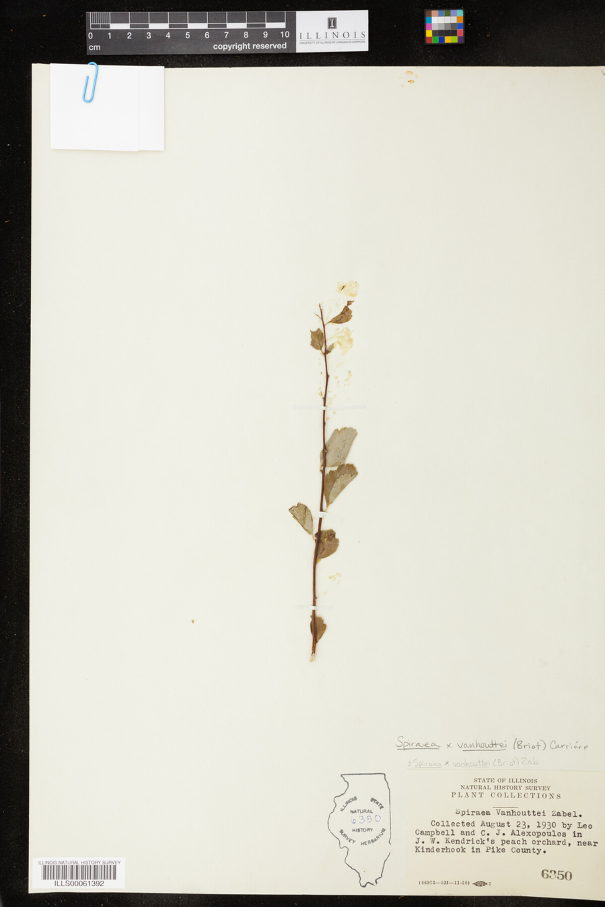 Spiraea image