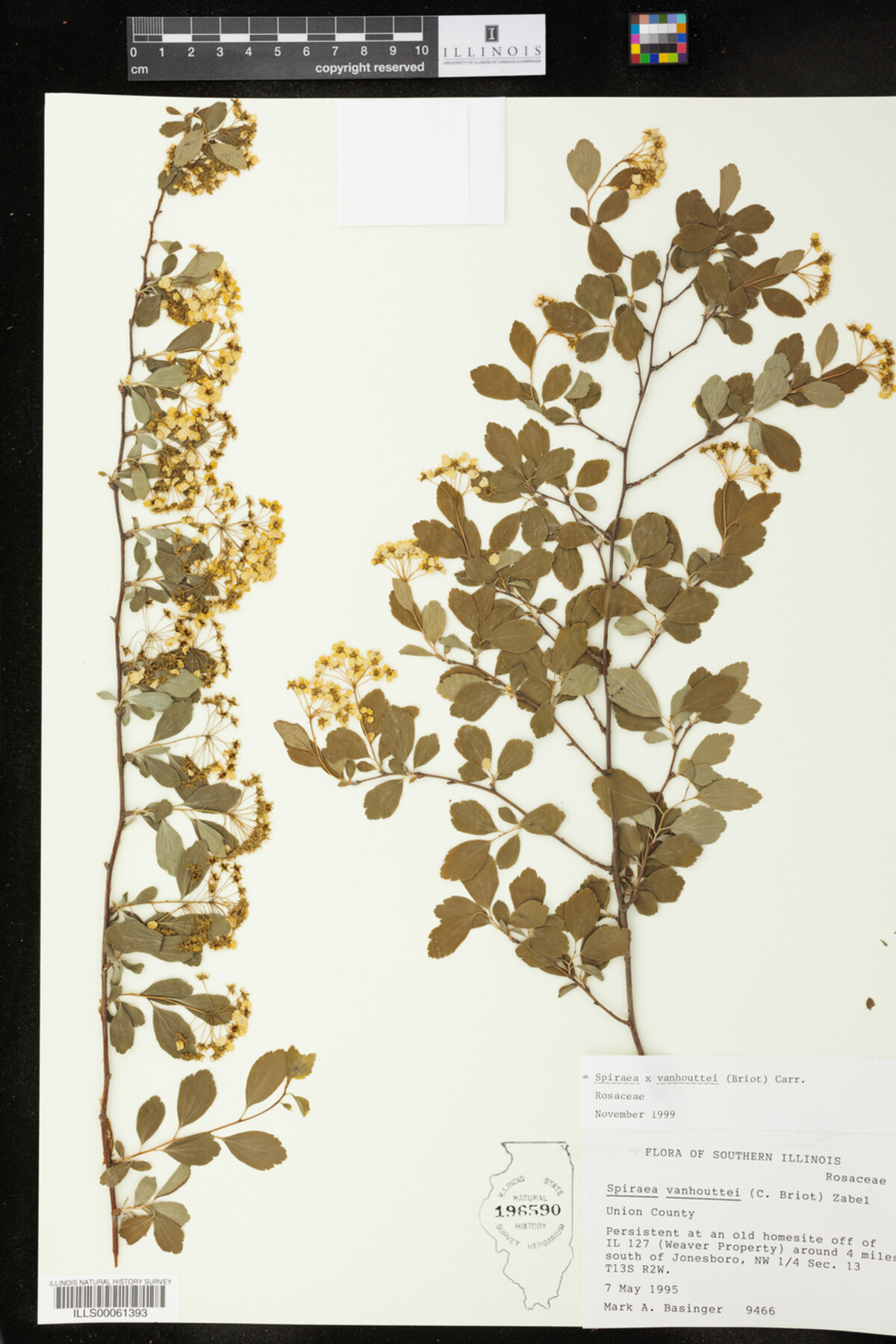 Spiraea vanhouttei image