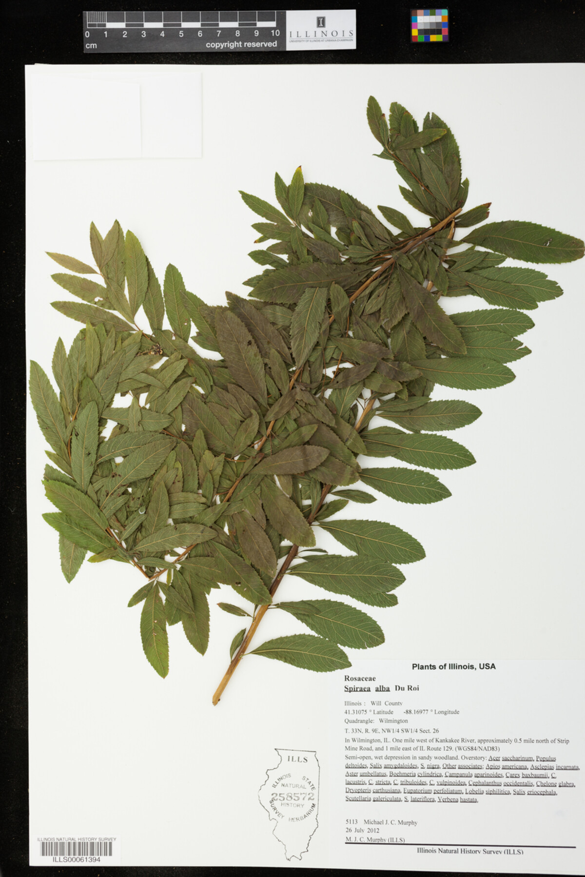 Spiraea image