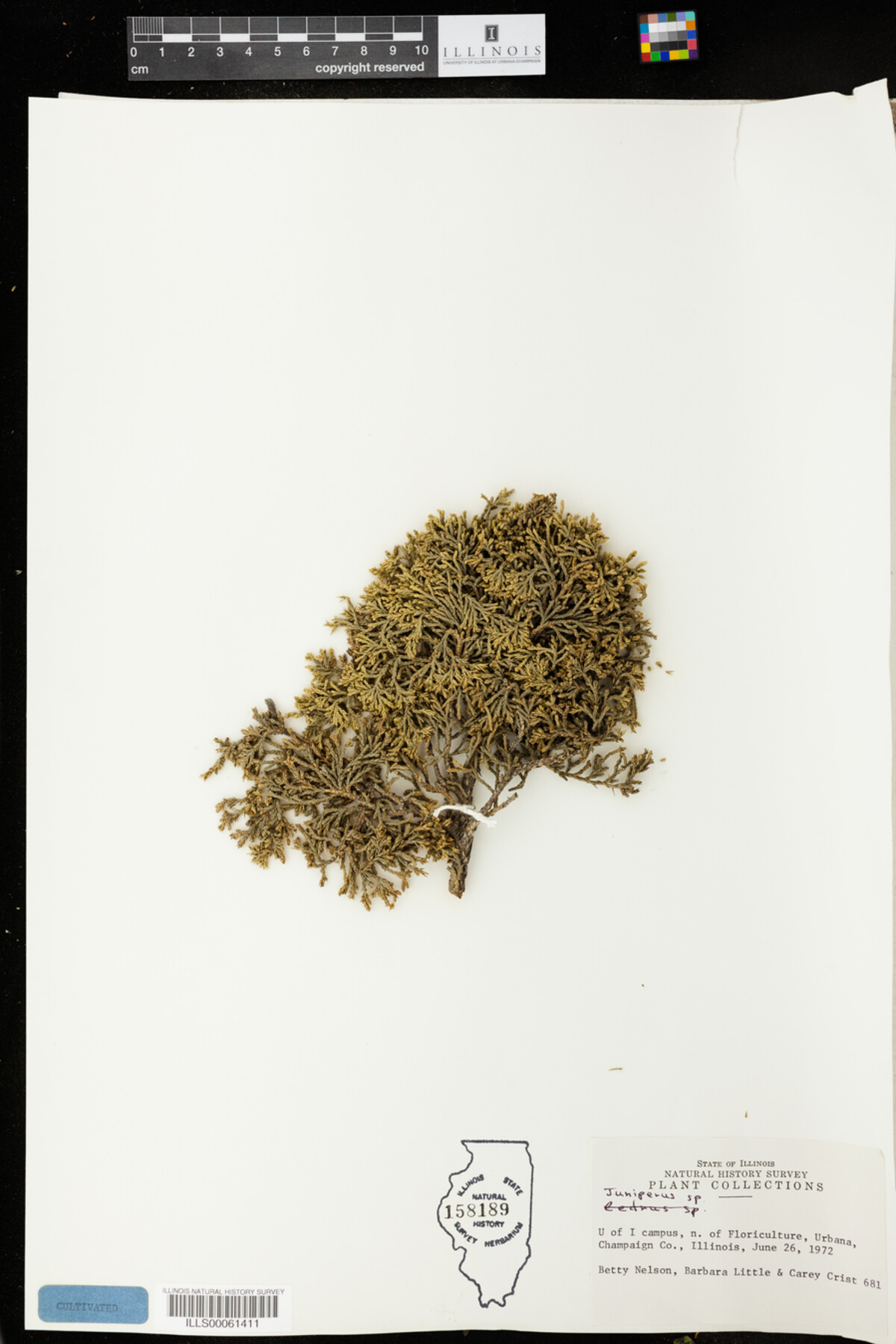 Juniperus image