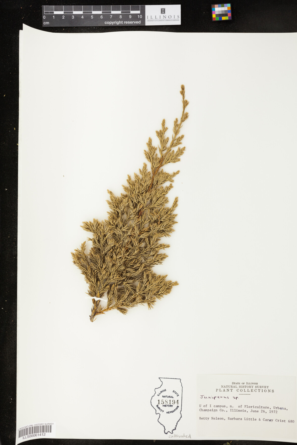 Juniperus image