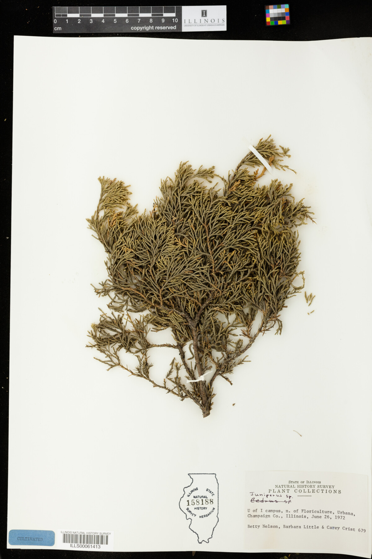 Juniperus image