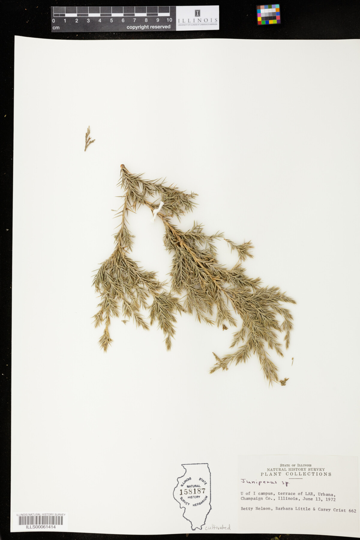 Juniperus image