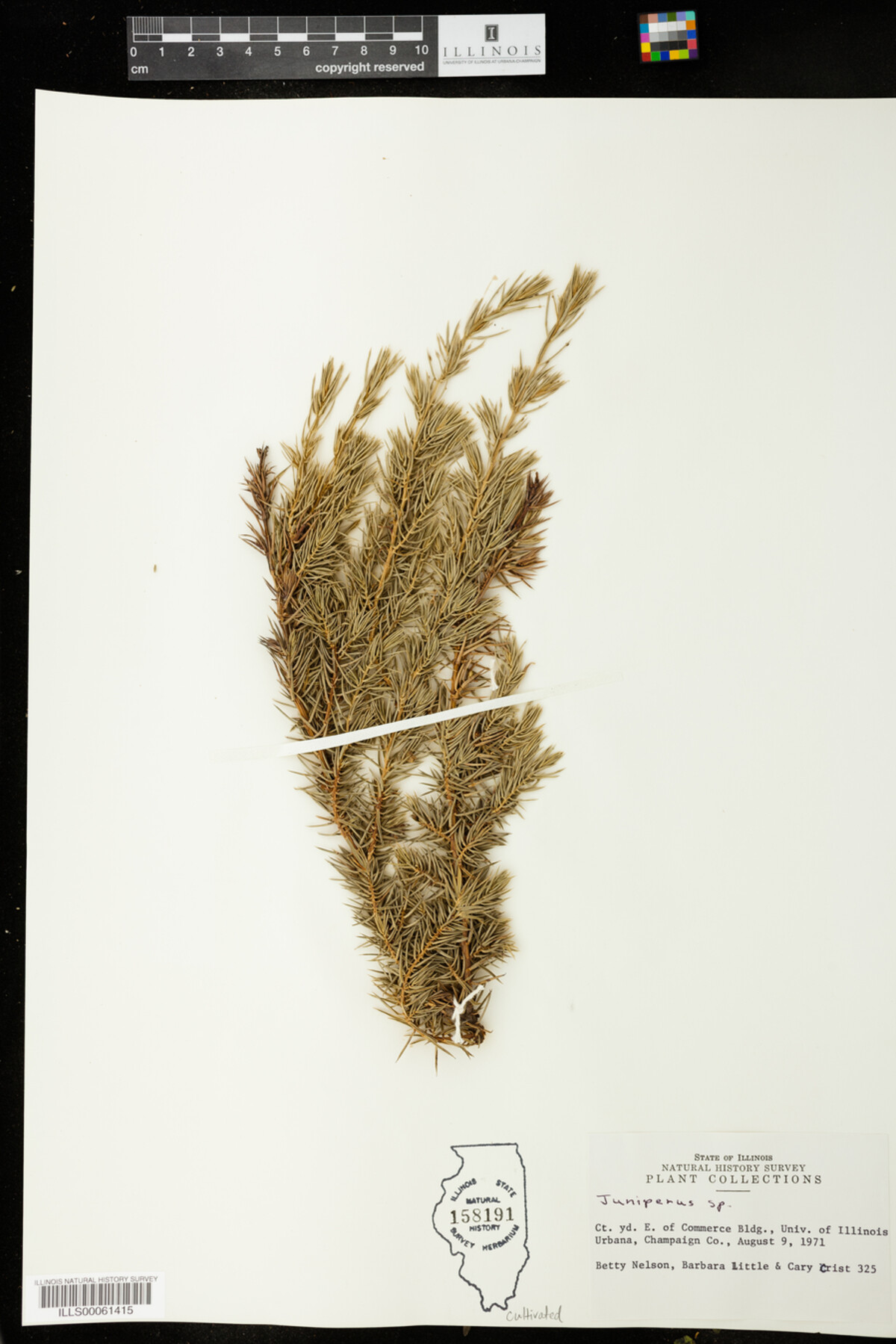 Juniperus image
