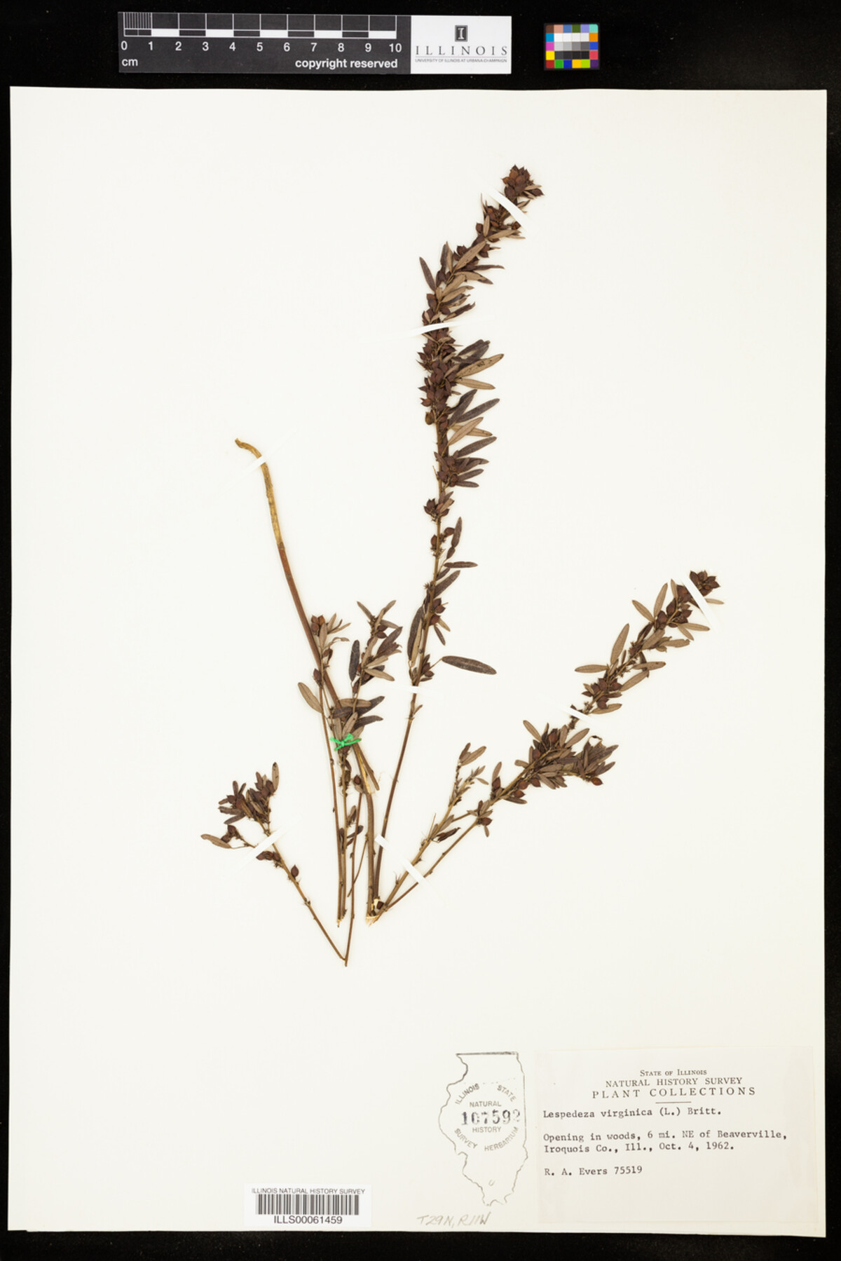 Lespedeza virginica image
