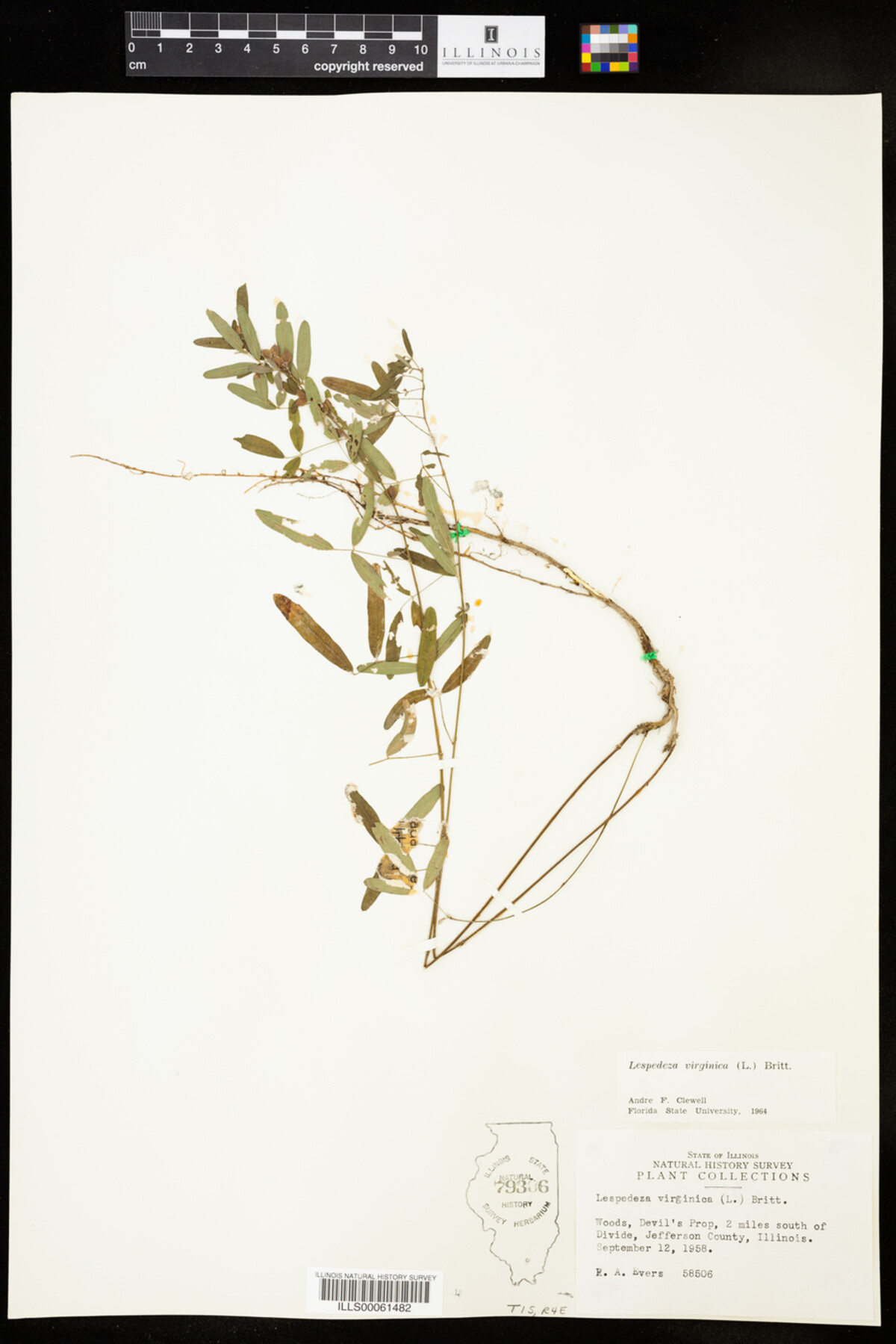 Lespedeza virginica image