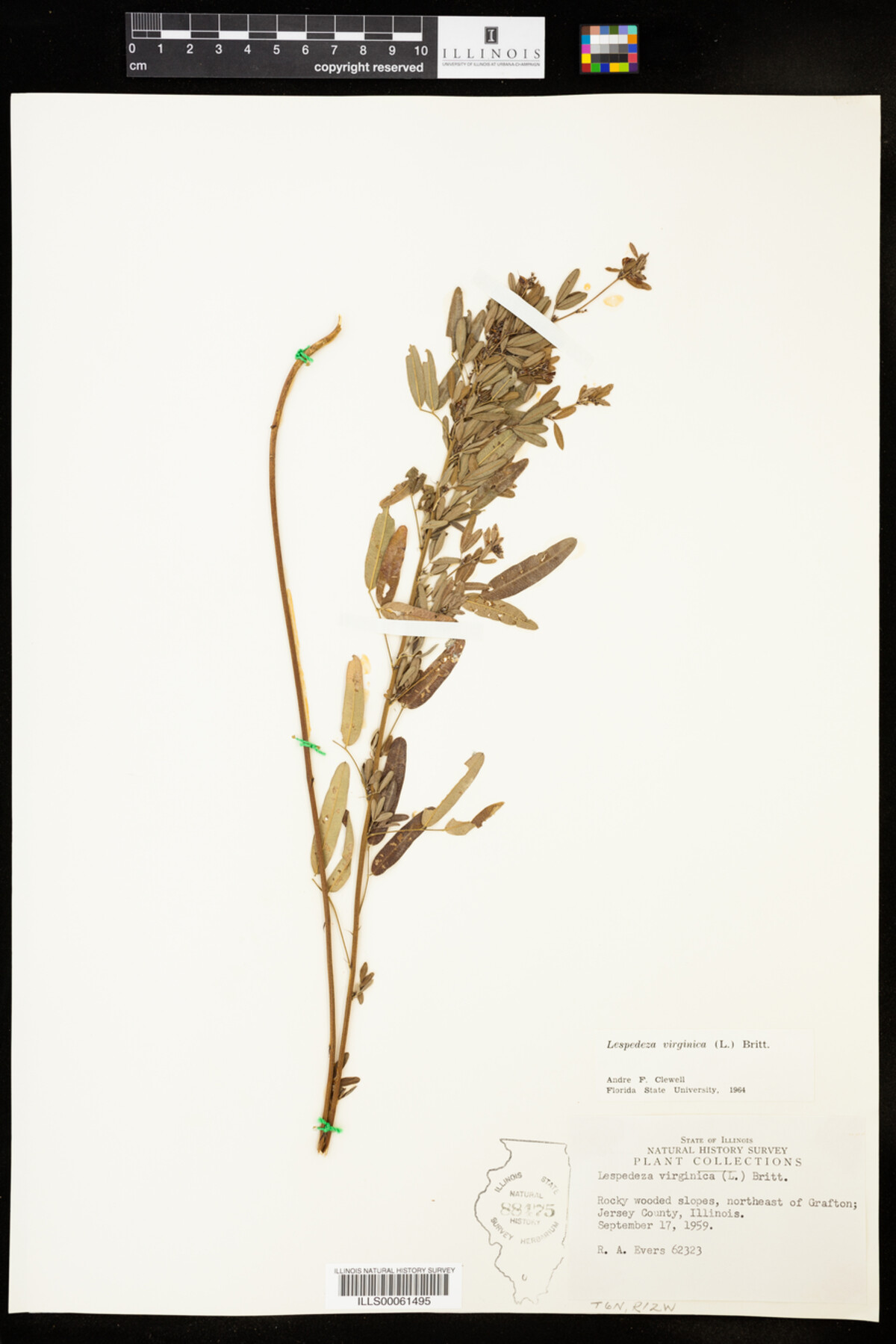 Lespedeza virginica image
