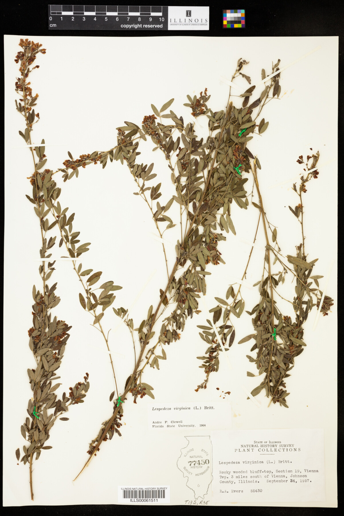 Lespedeza virginica image