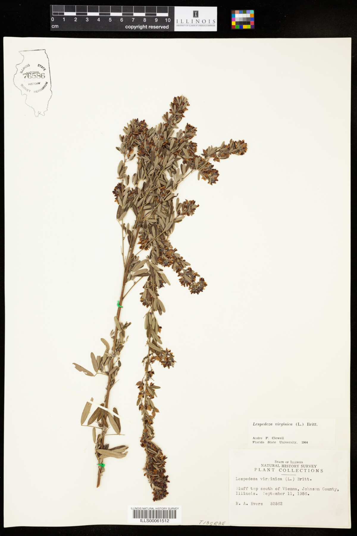 Lespedeza virginica image