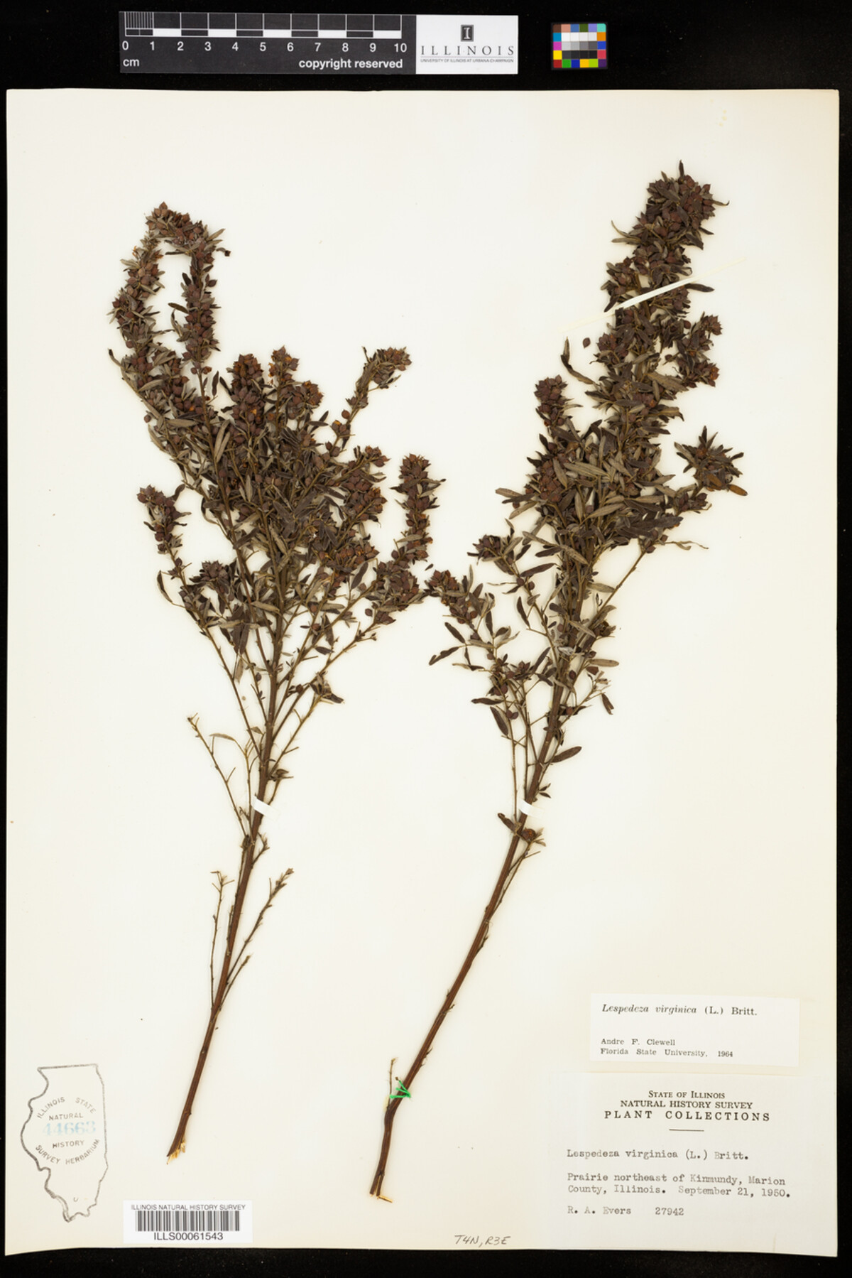 Lespedeza image