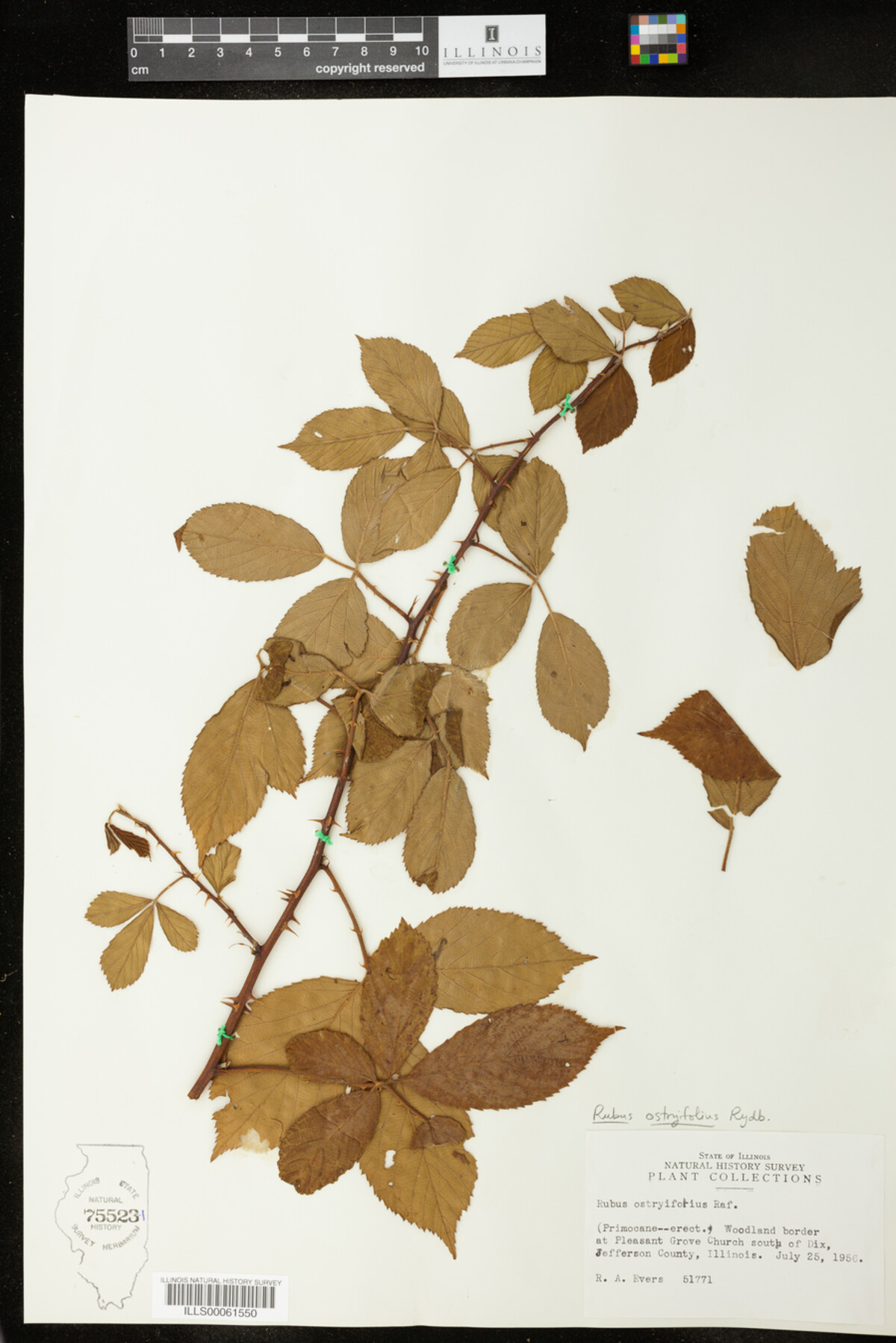 Rubus X ostryifolius image