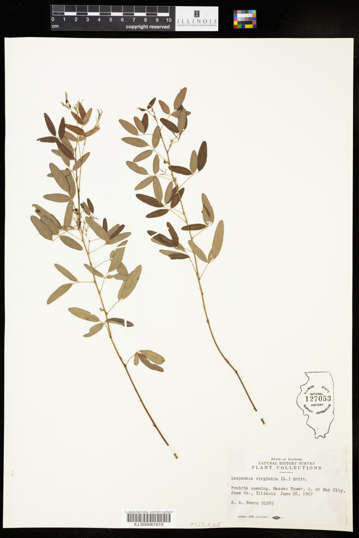 Lespedeza virginica image