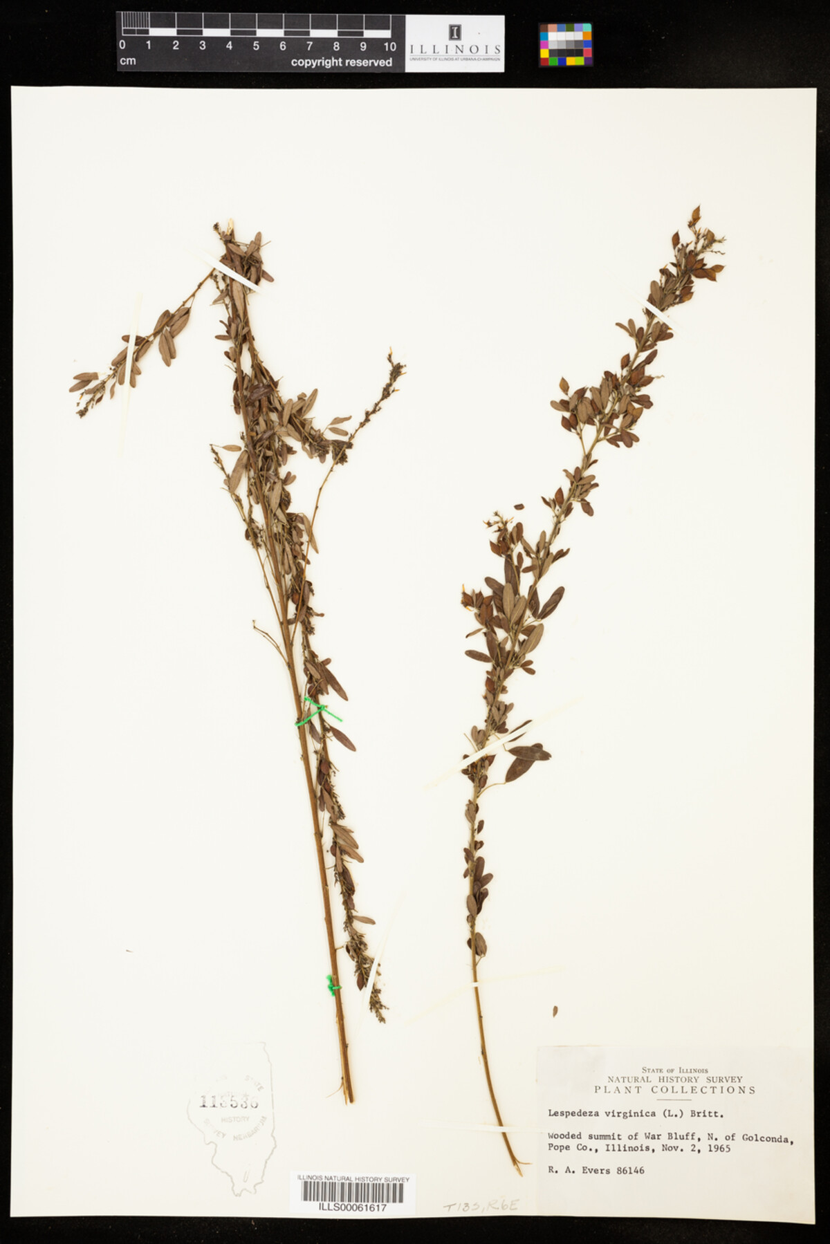 Lespedeza virginica image