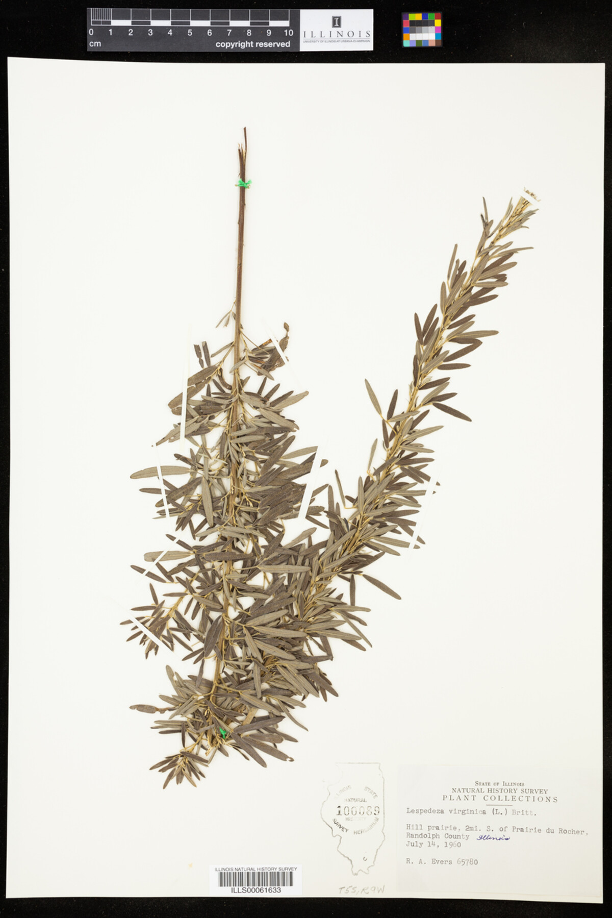 Lespedeza virginica image